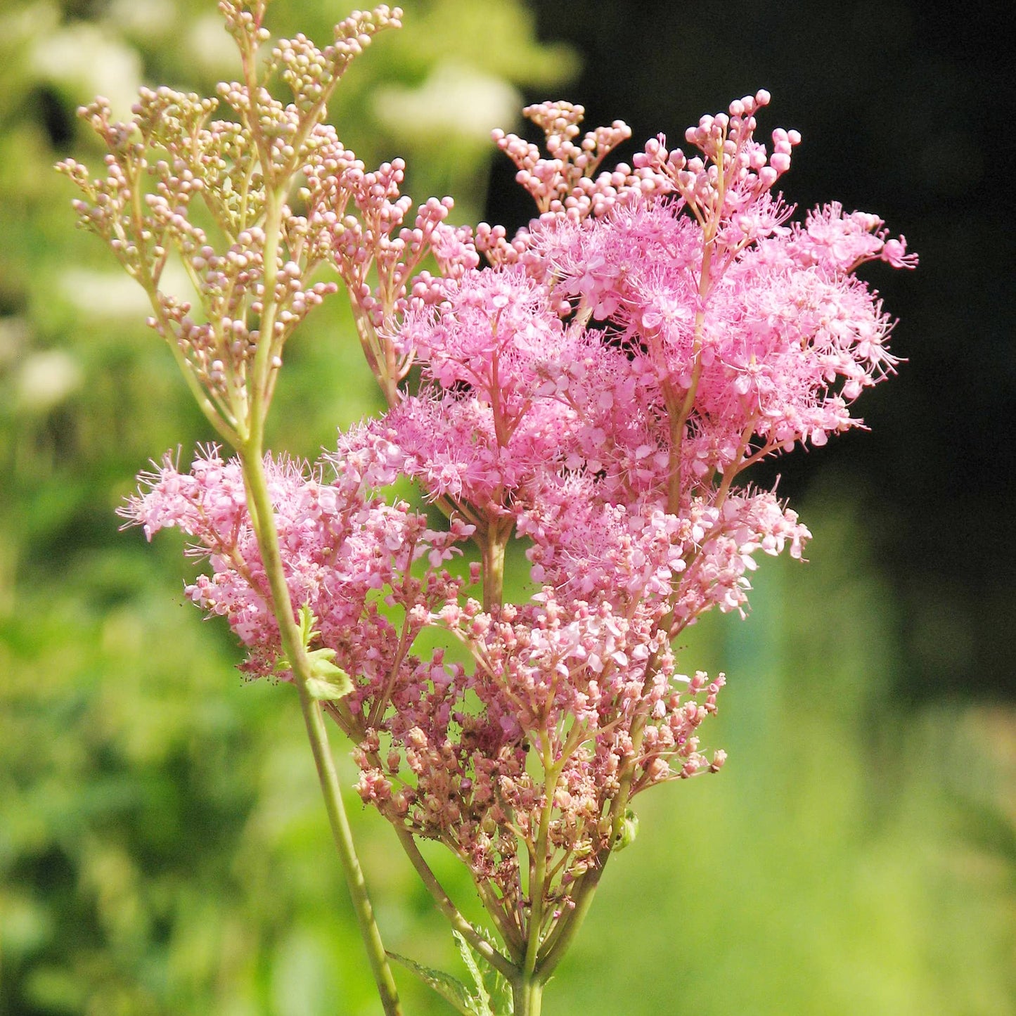 Queen of The Prairie Flower Seeds