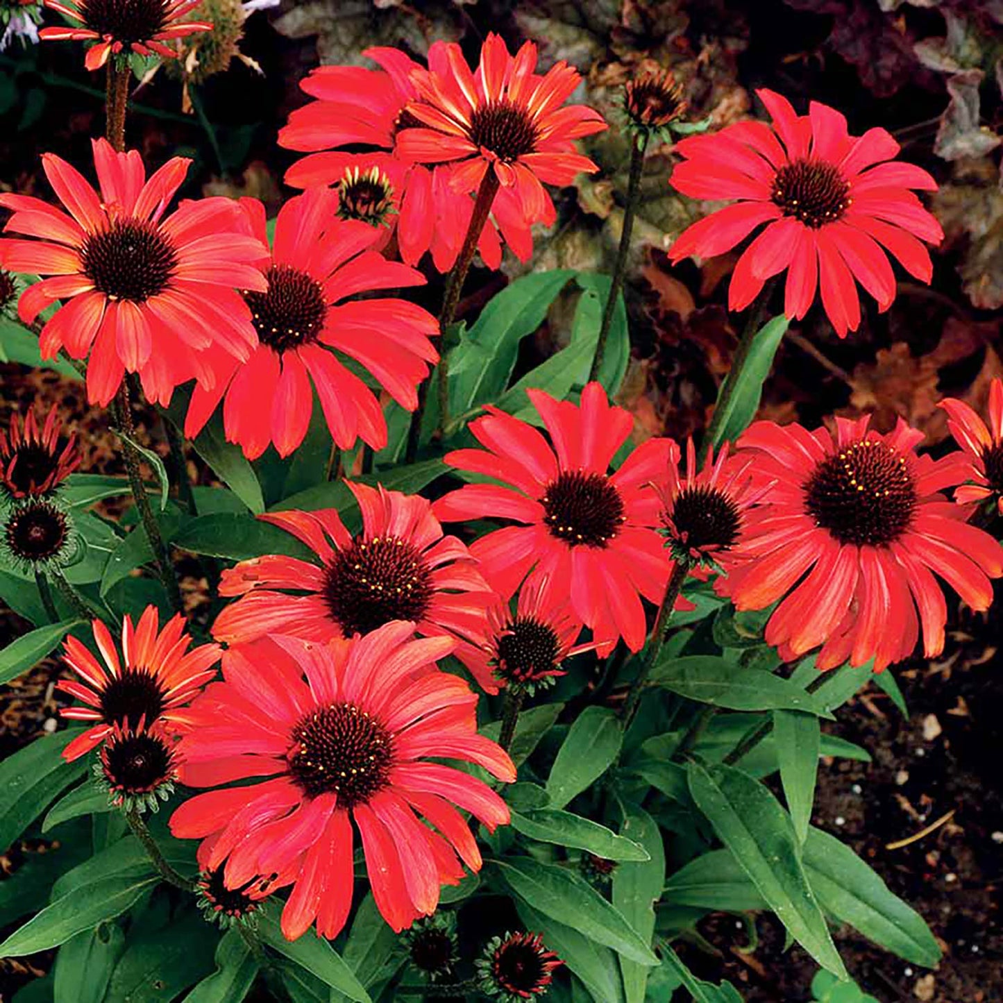 Red Ruby Echinacea Cone flower Seeds