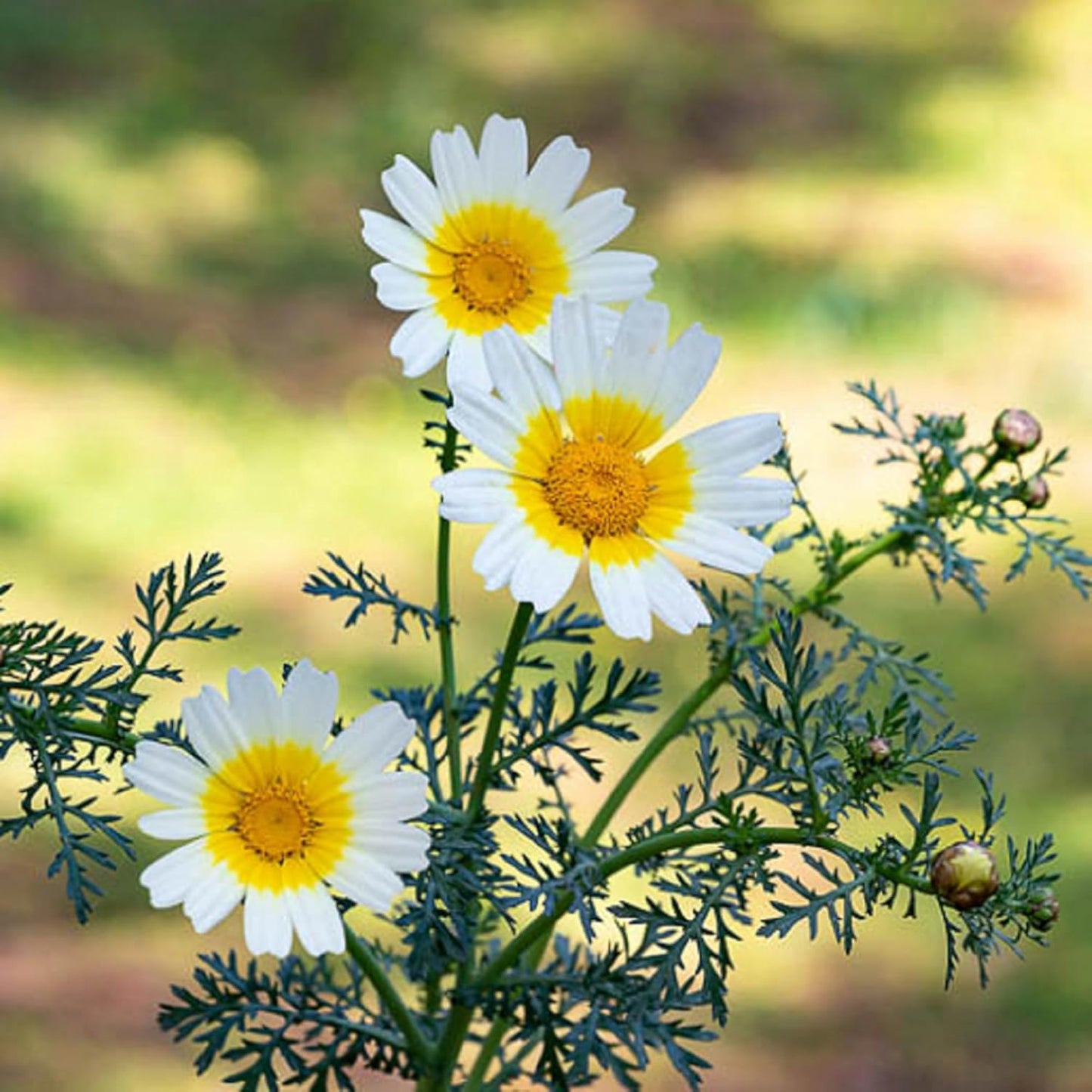 Glebionis Coronaria Flower Seeds