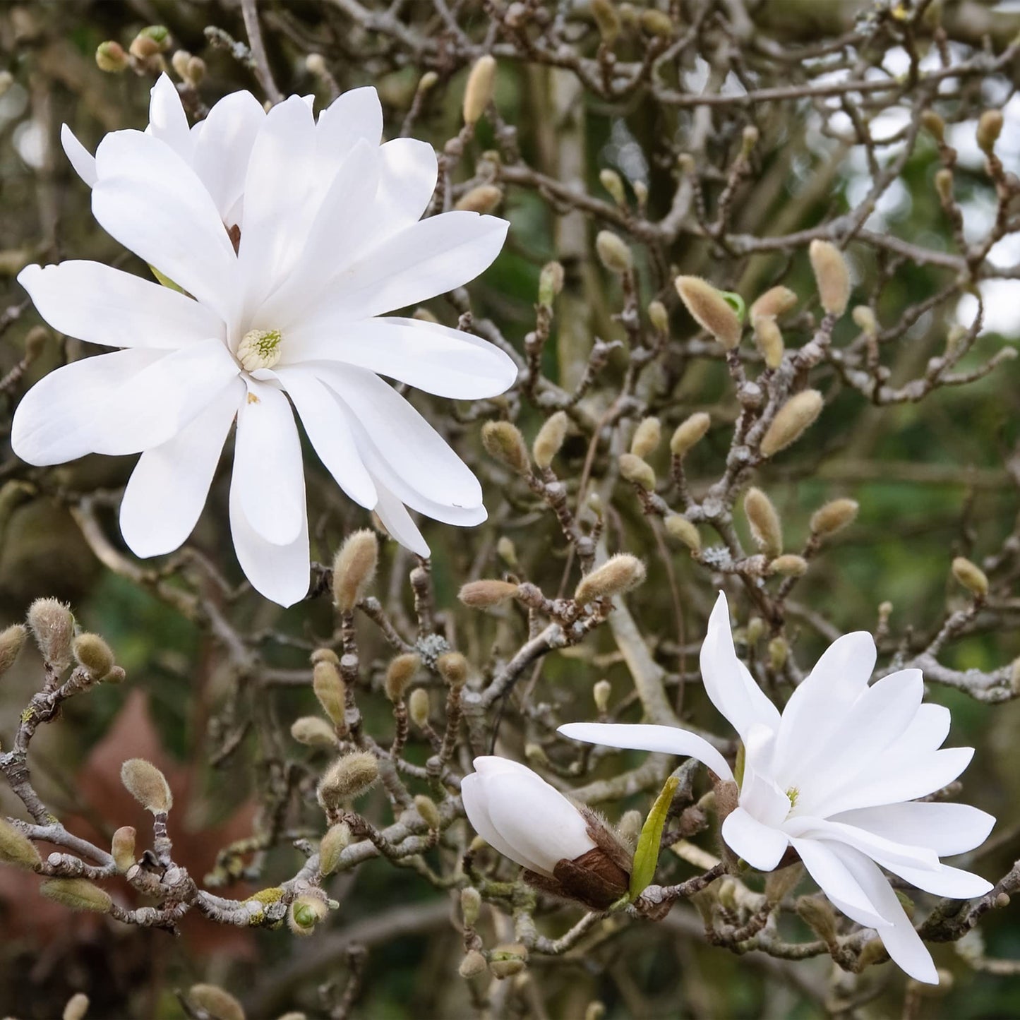 Star Magnolia Flower Seeds