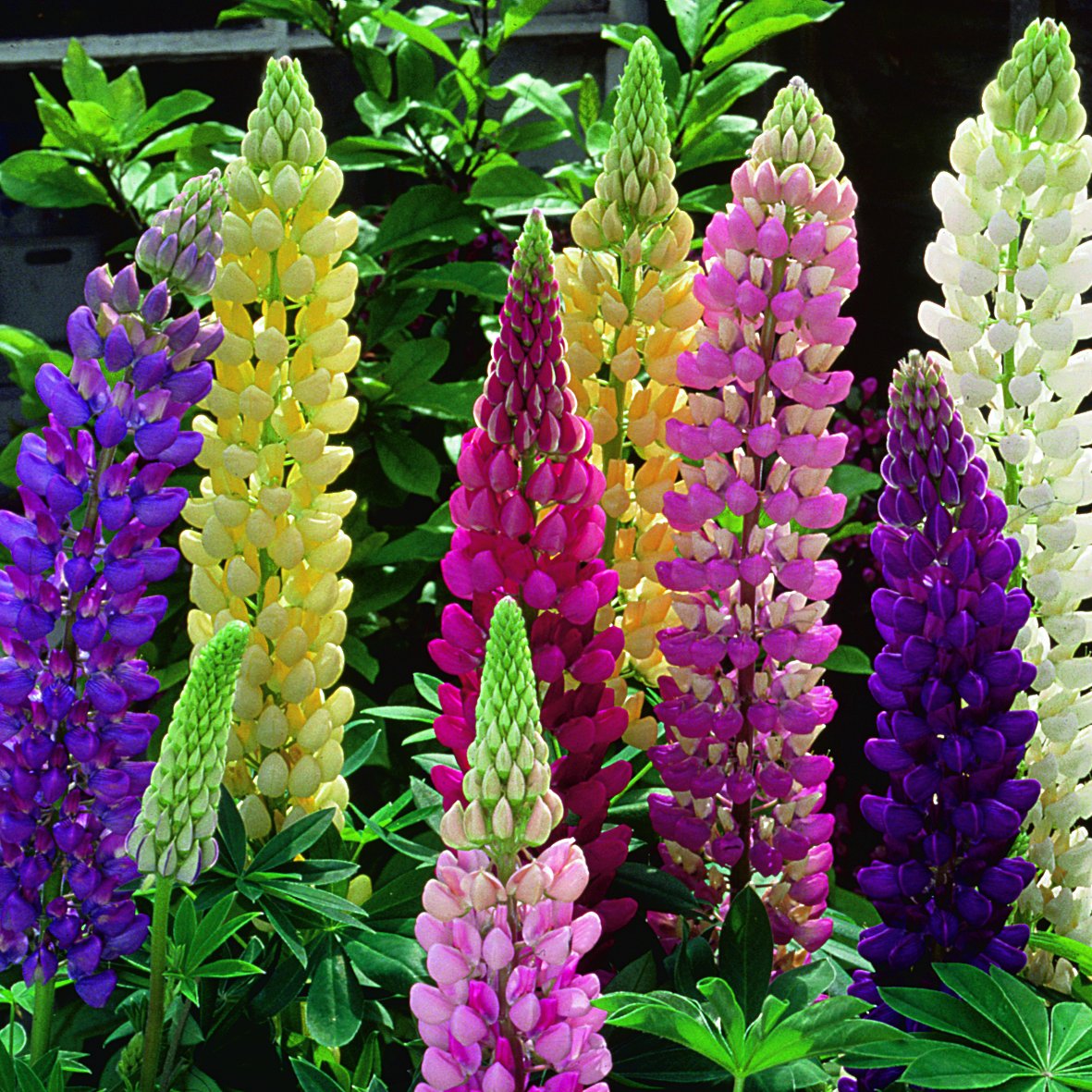 Graines de fleurs de lupin mélangées