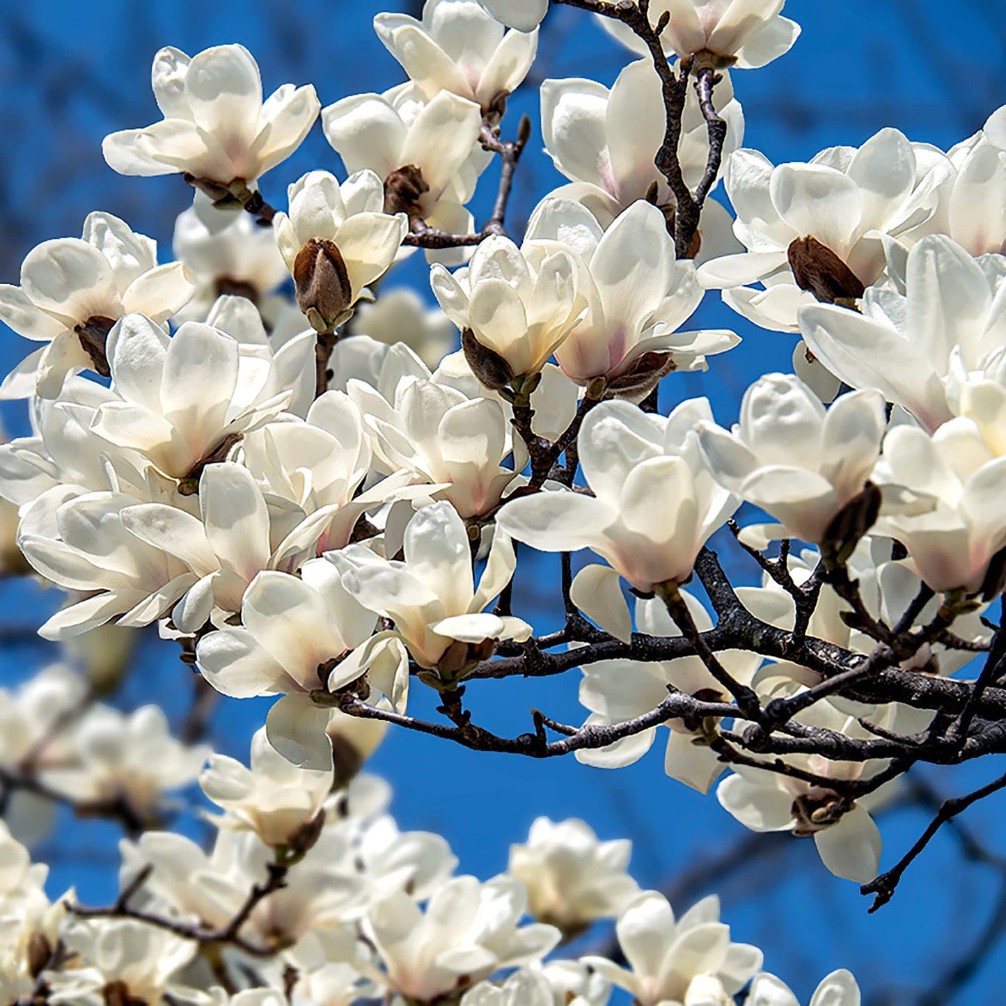 Yulan Magnolia Flower Seeds