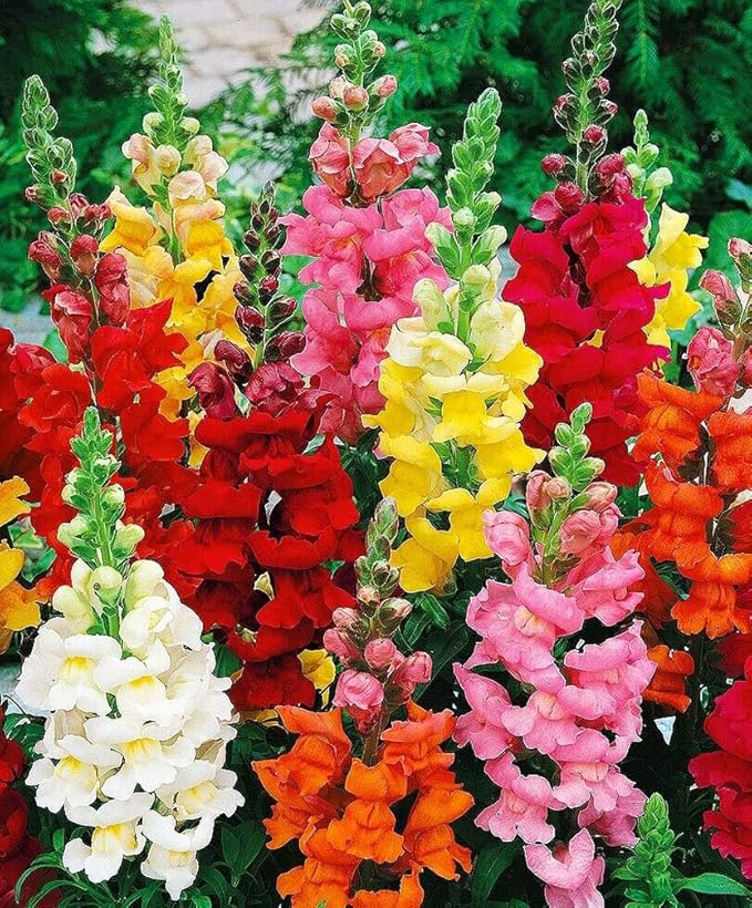 Snapdragon Flower seeds for Planting Colorful Display Heirloom & GMO Free Seeds for Home Garden
Sale for planting in home garden