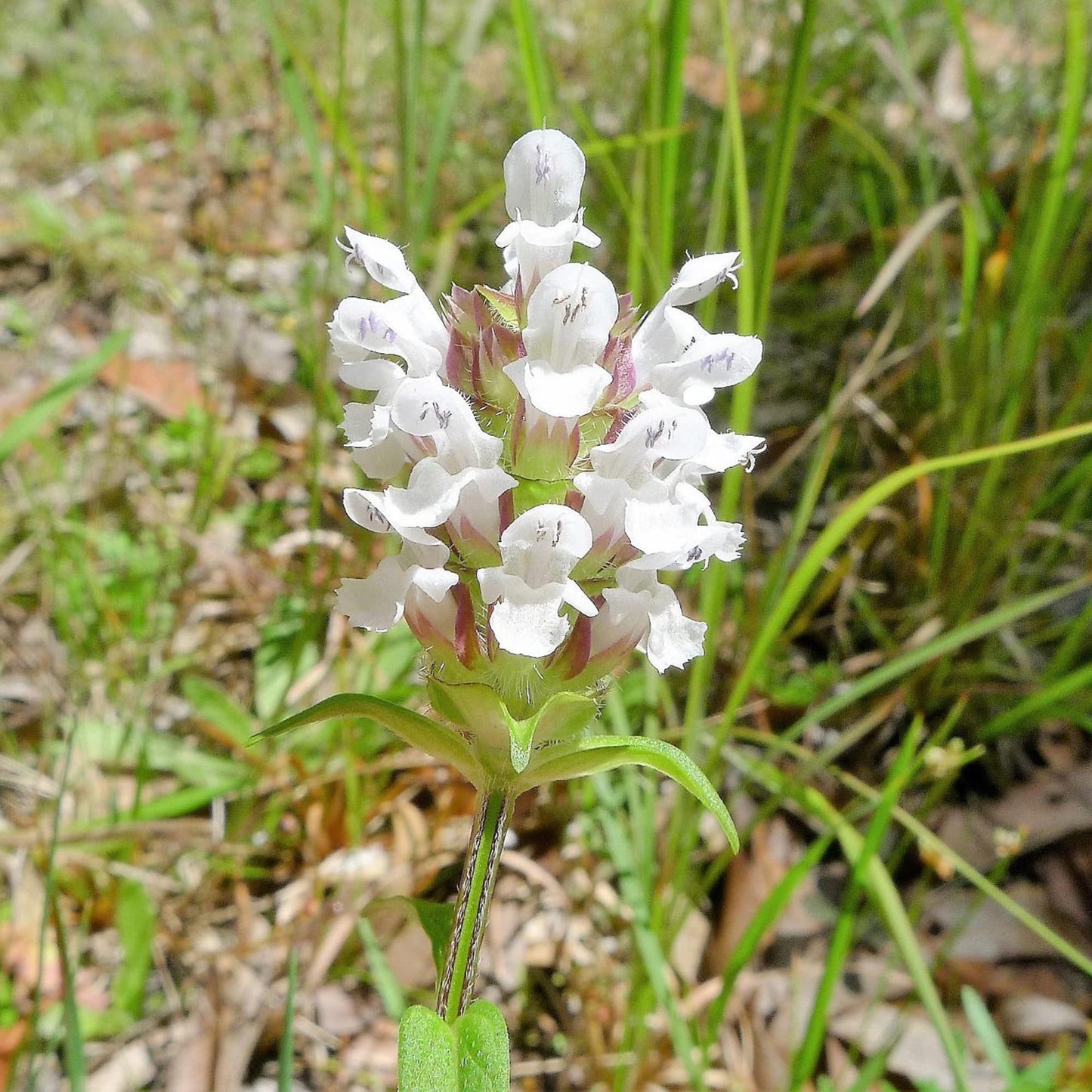 Semi di Erba Prunella Vulgaris Bianca