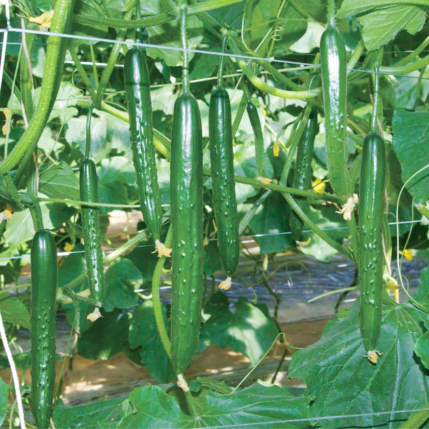 Japanese Long Cucumber Vegetable Seeds