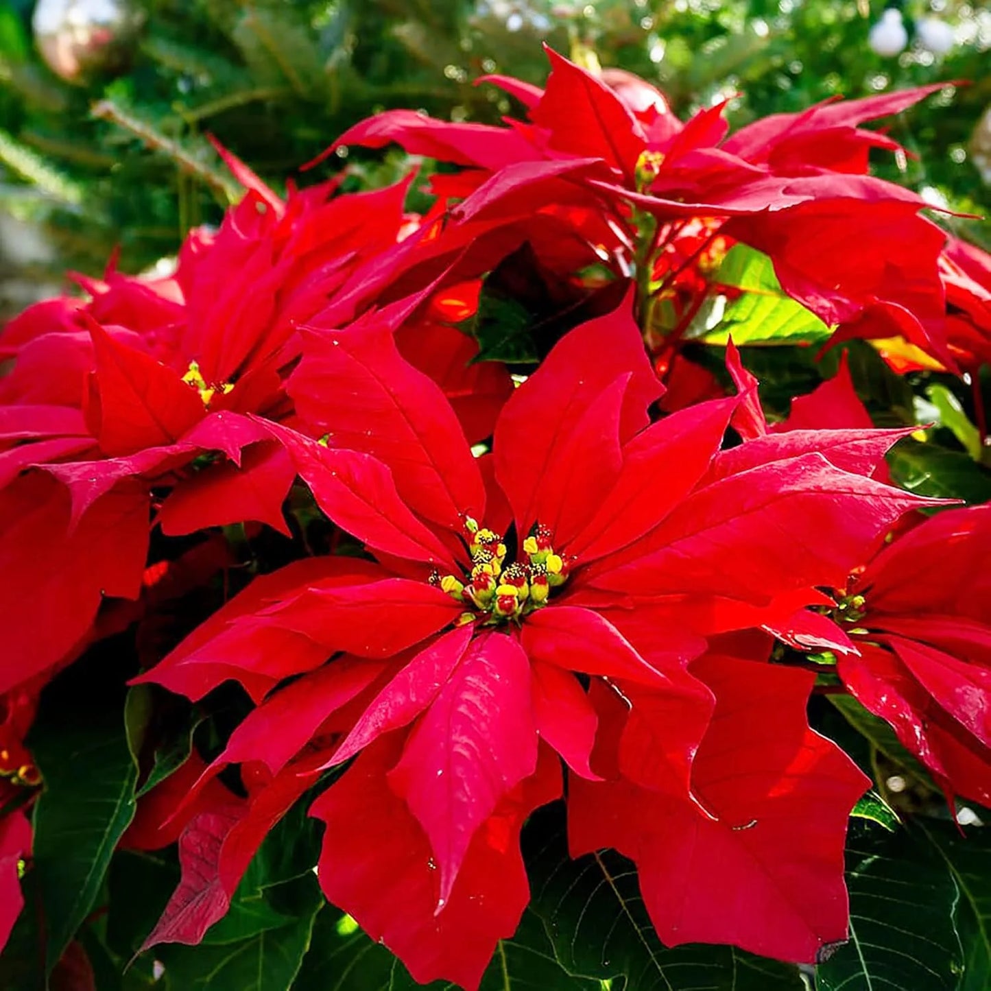 Poinsettia Herb Seeds