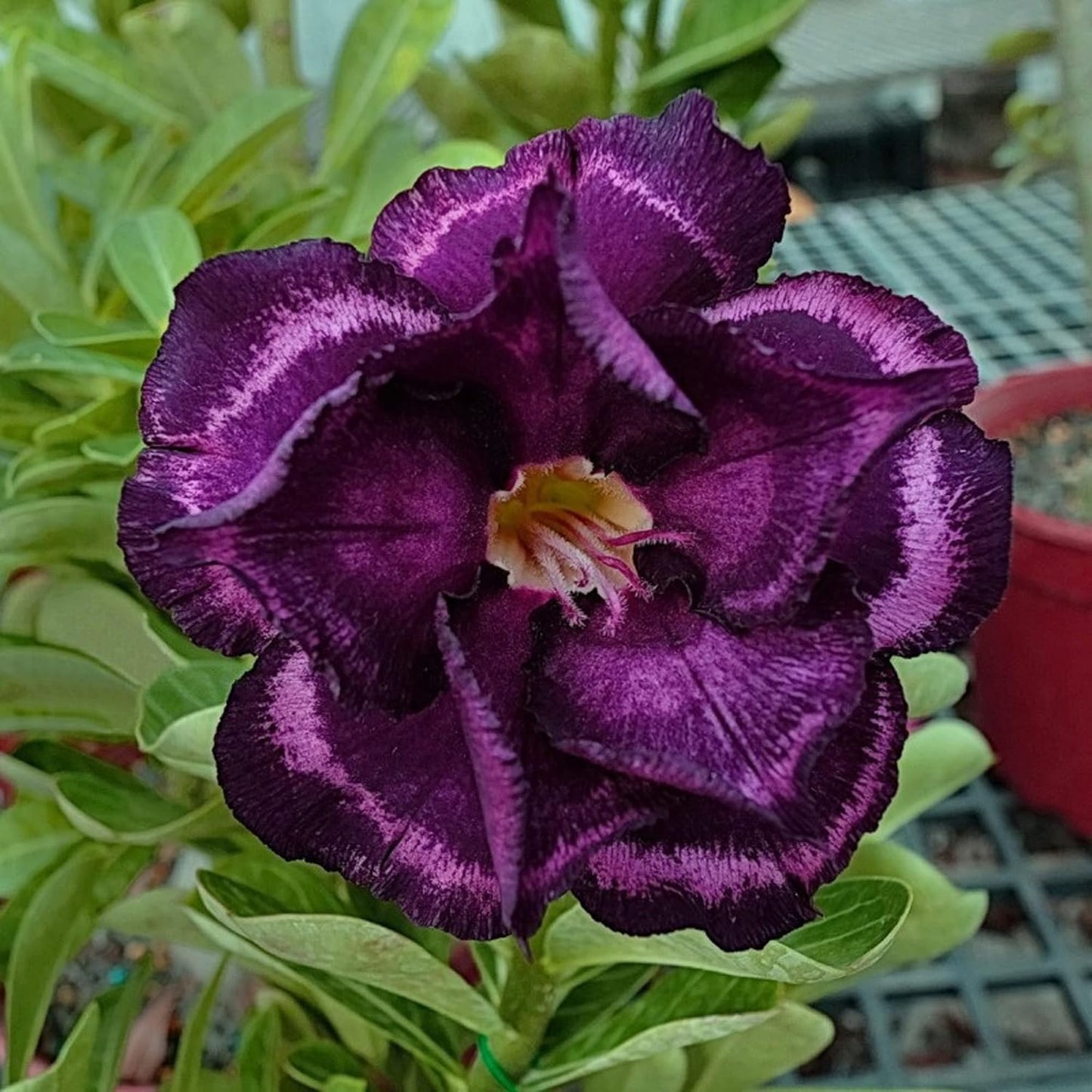 Rare Purple Black Desert Rose Flower Seeds