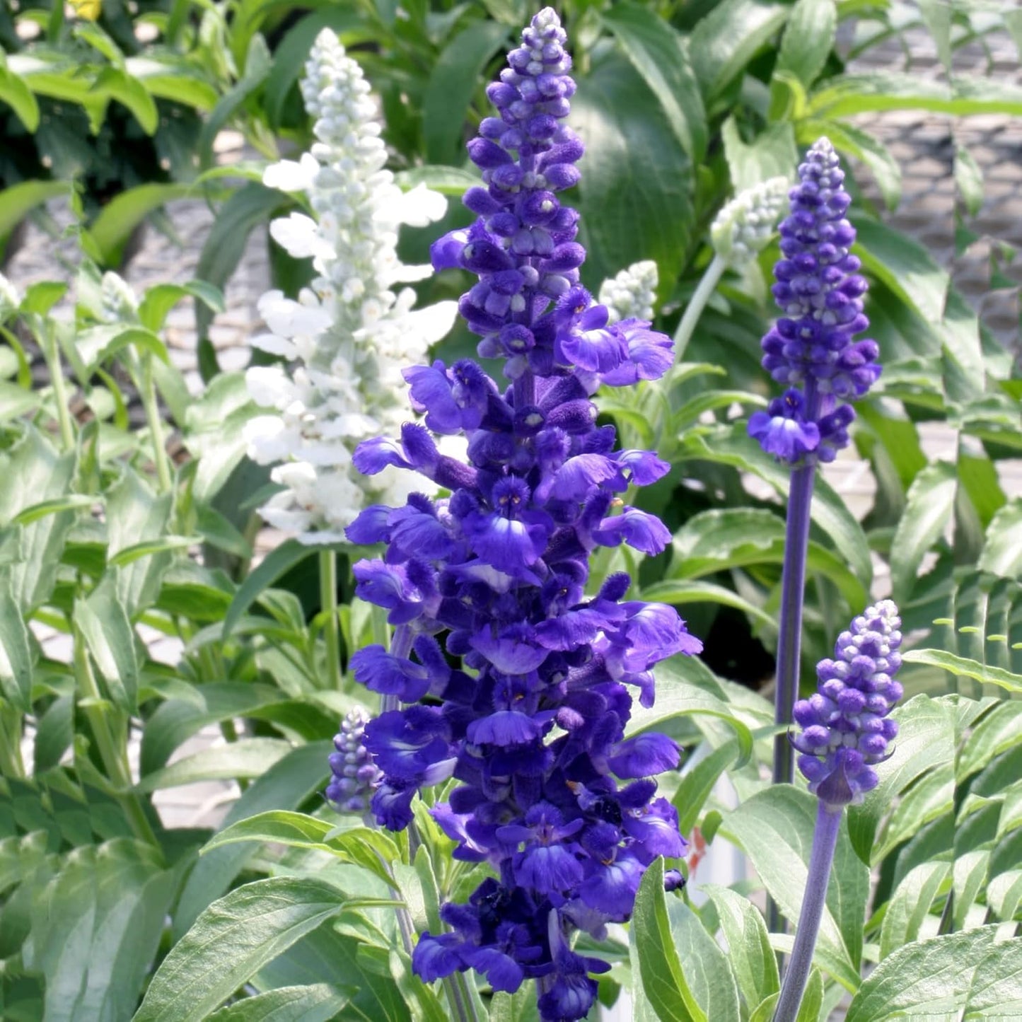Purple Salvia Herb Seeds
