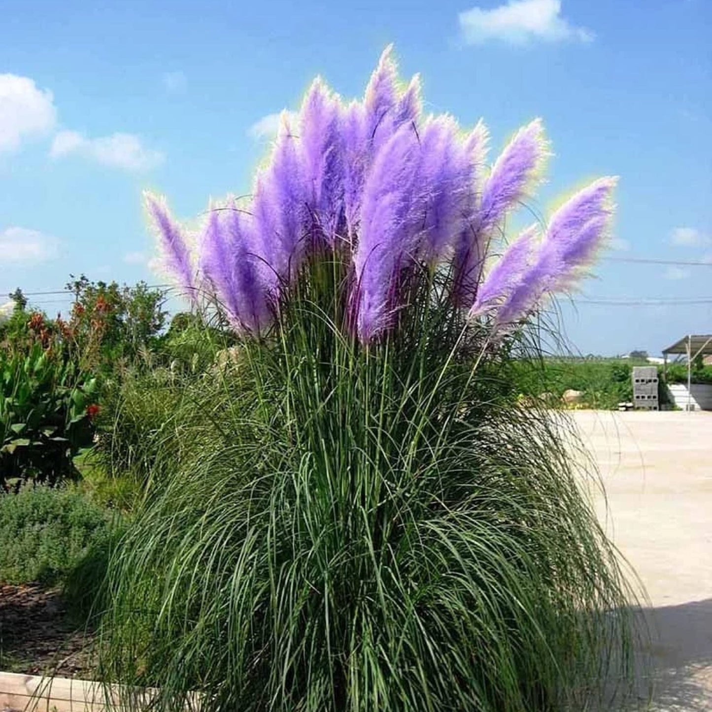 Blue Pampas Grass Herb Seeds