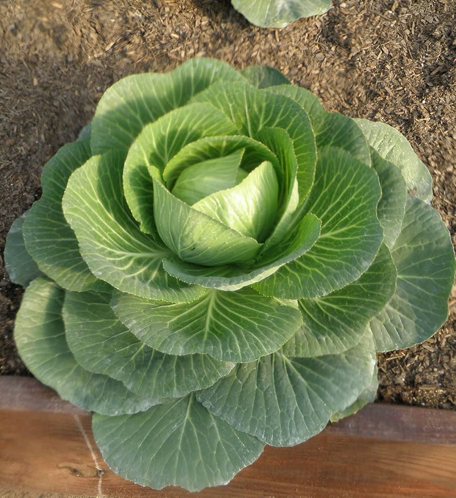 Cabbage Vegetable Seeds