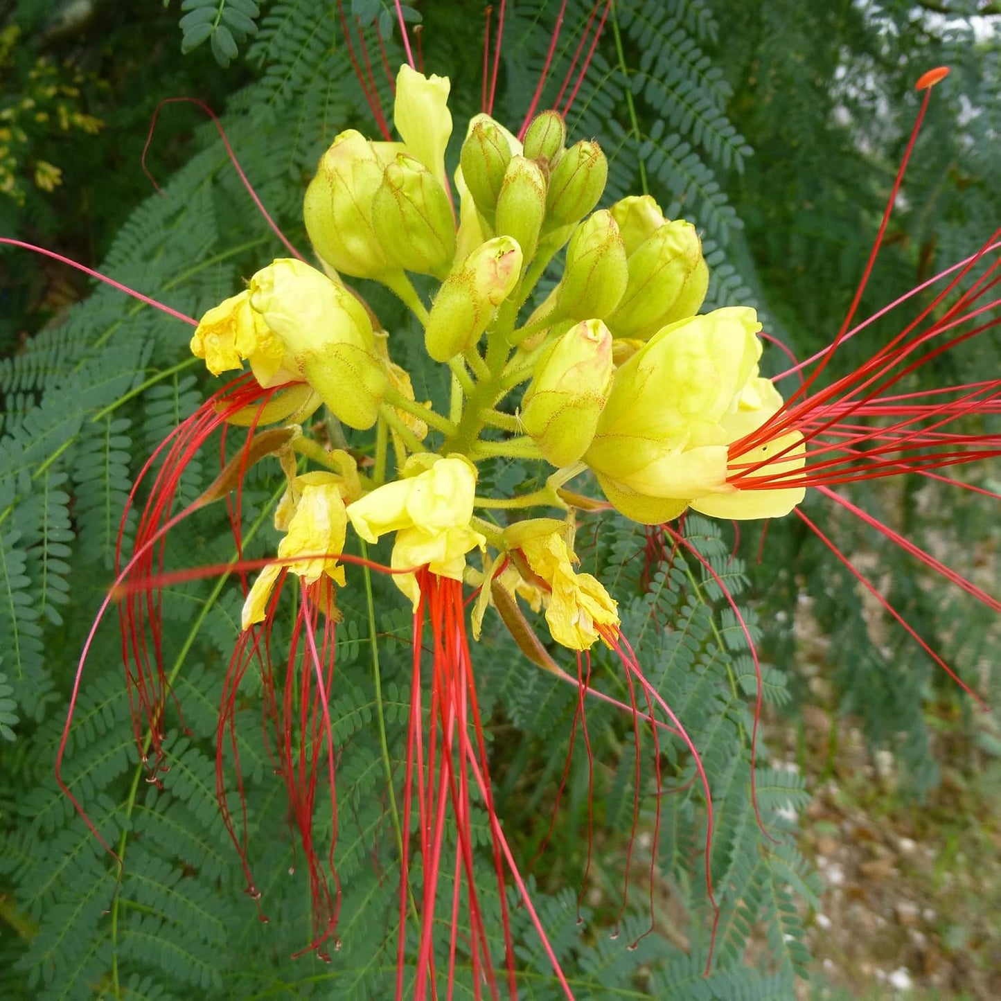 Wüsten-Paradiesvogelblumensamen