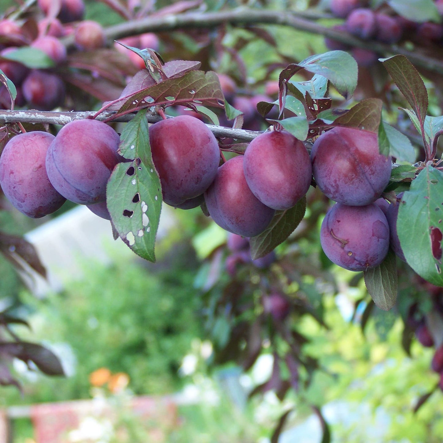 Chickasaw Plum Fruit Seeds