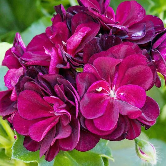 Dark Burgundy Geranium Flower Seeds for Planting – Heirloom, Non-GMO, Easy to Grow, Perennial