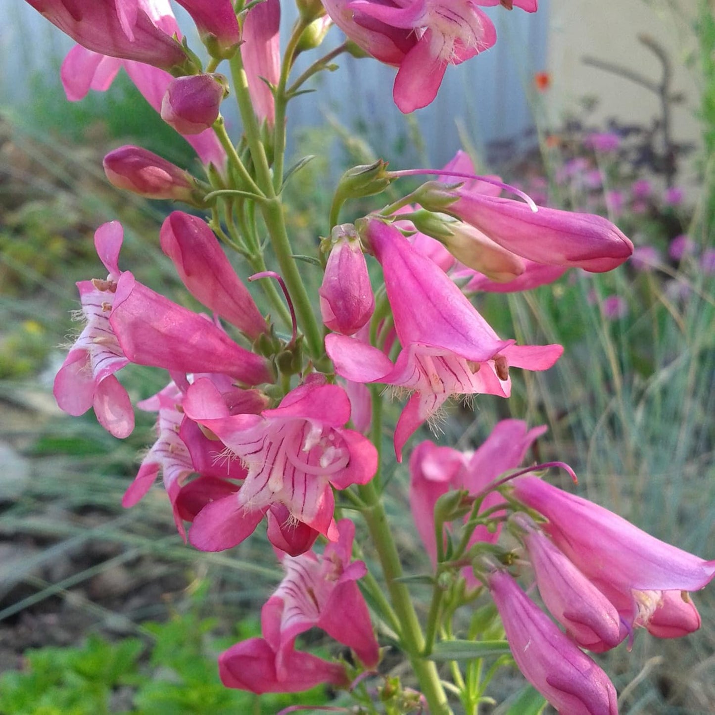 Penstemon Barbatus 'Rondo' Flower Seeds