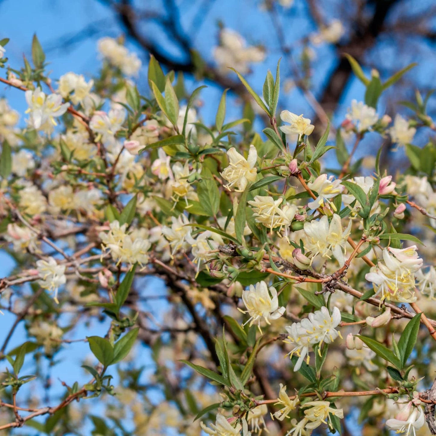 Lonicera Fragrantissima Flower Seeds