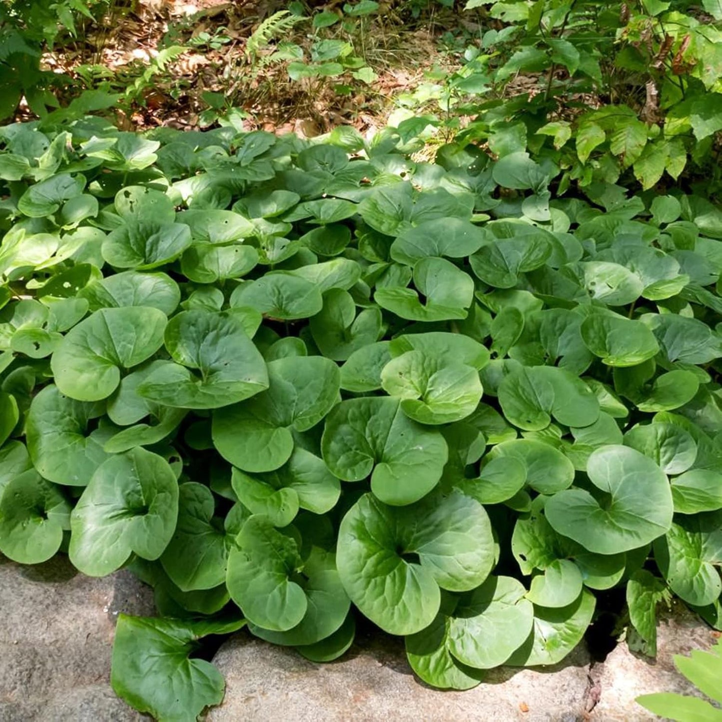 Canadian Wild Ginger Herb Seeds