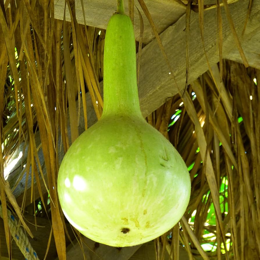 Semi di verdura Banjo Gourd (curvo e allungato)