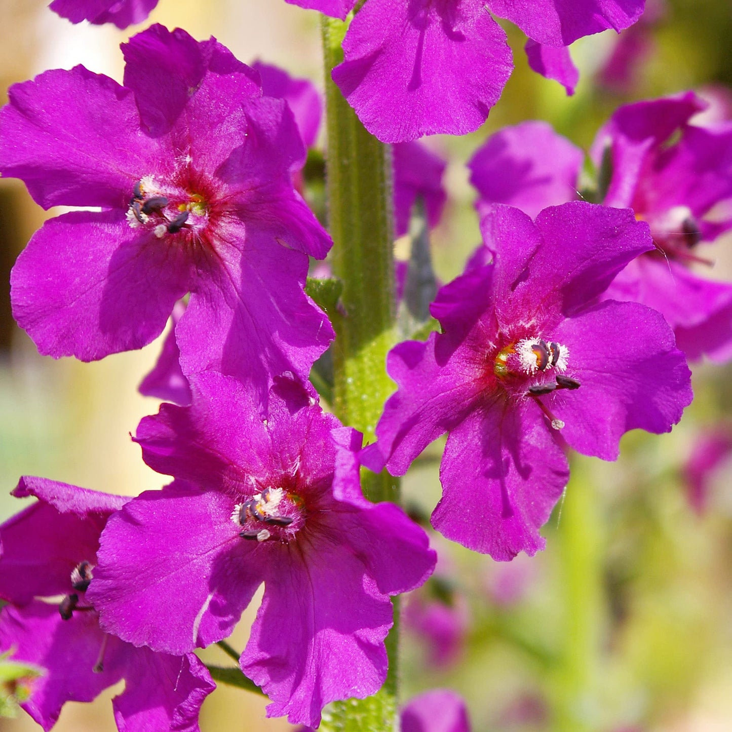 Purple Mullein Flower Seeds