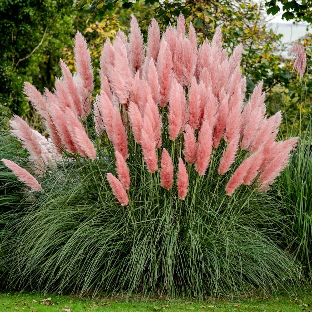 ピンクパンパスグラスの花の種