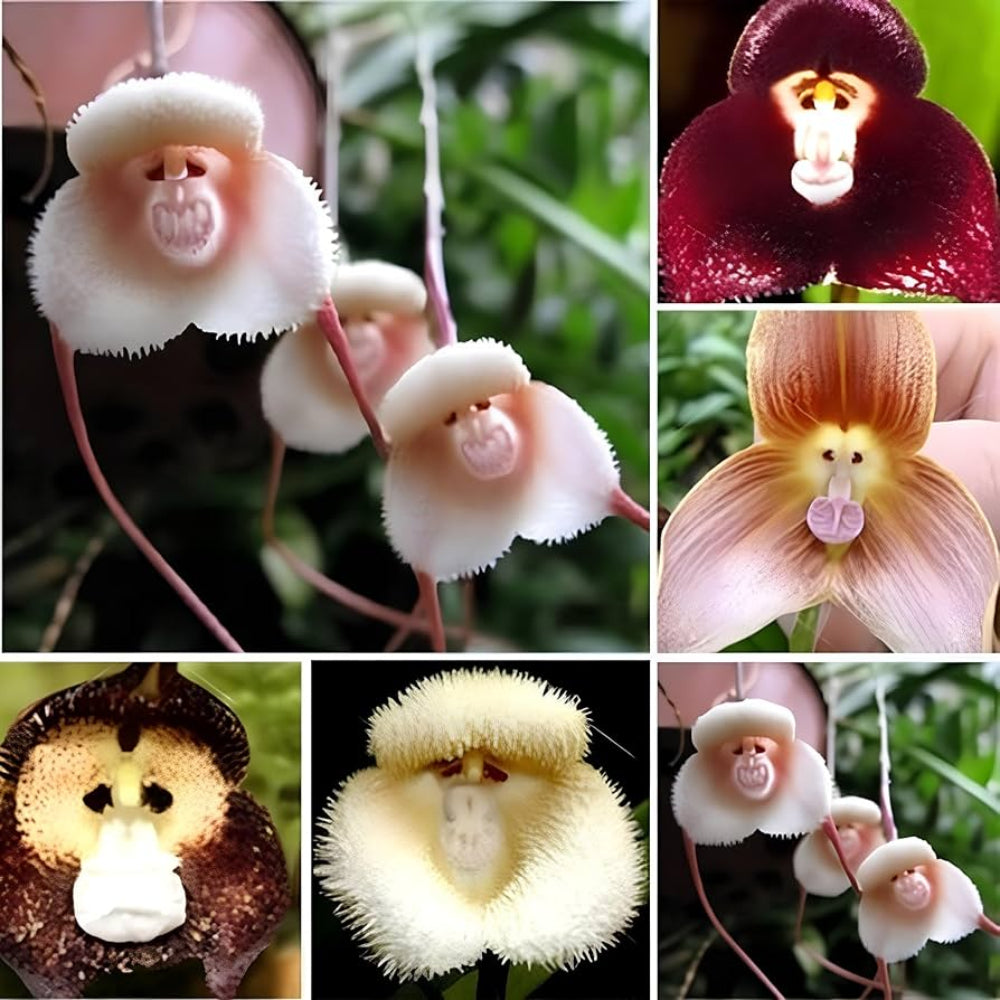 elwyn 100 monkey face orchid plant seeds Monkey Face Orchid Flower Seeds for Planting – Heirloom, Non-GMO, Uniq – Pure Asia Seeds