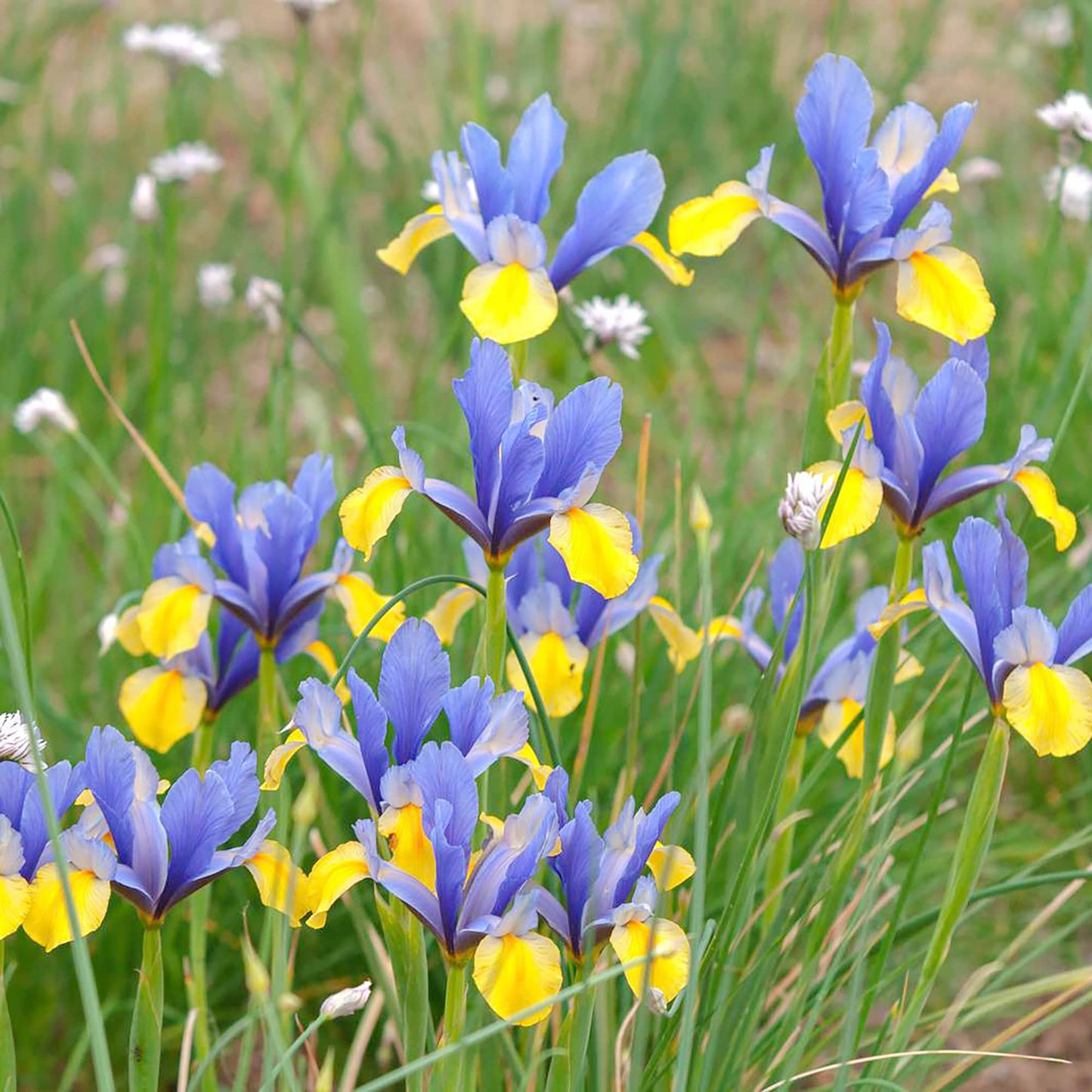 Holländische Iris-Blumensamen