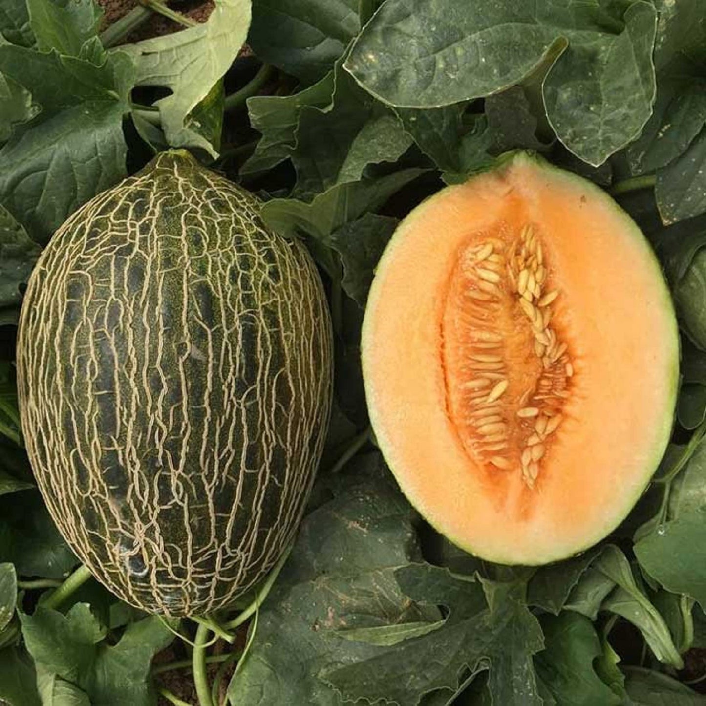 Semi di frutta melone Piel de Sapo