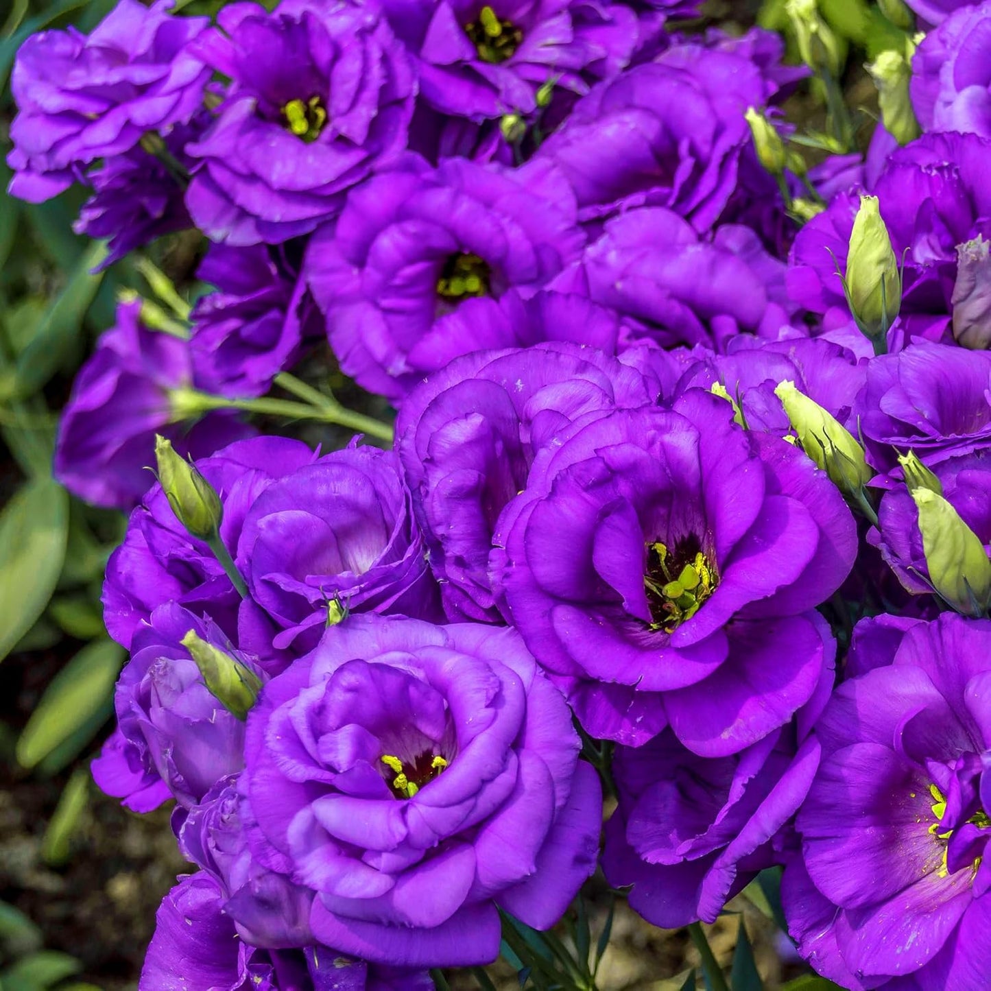 Purple Lisianthus Flower Seeds
