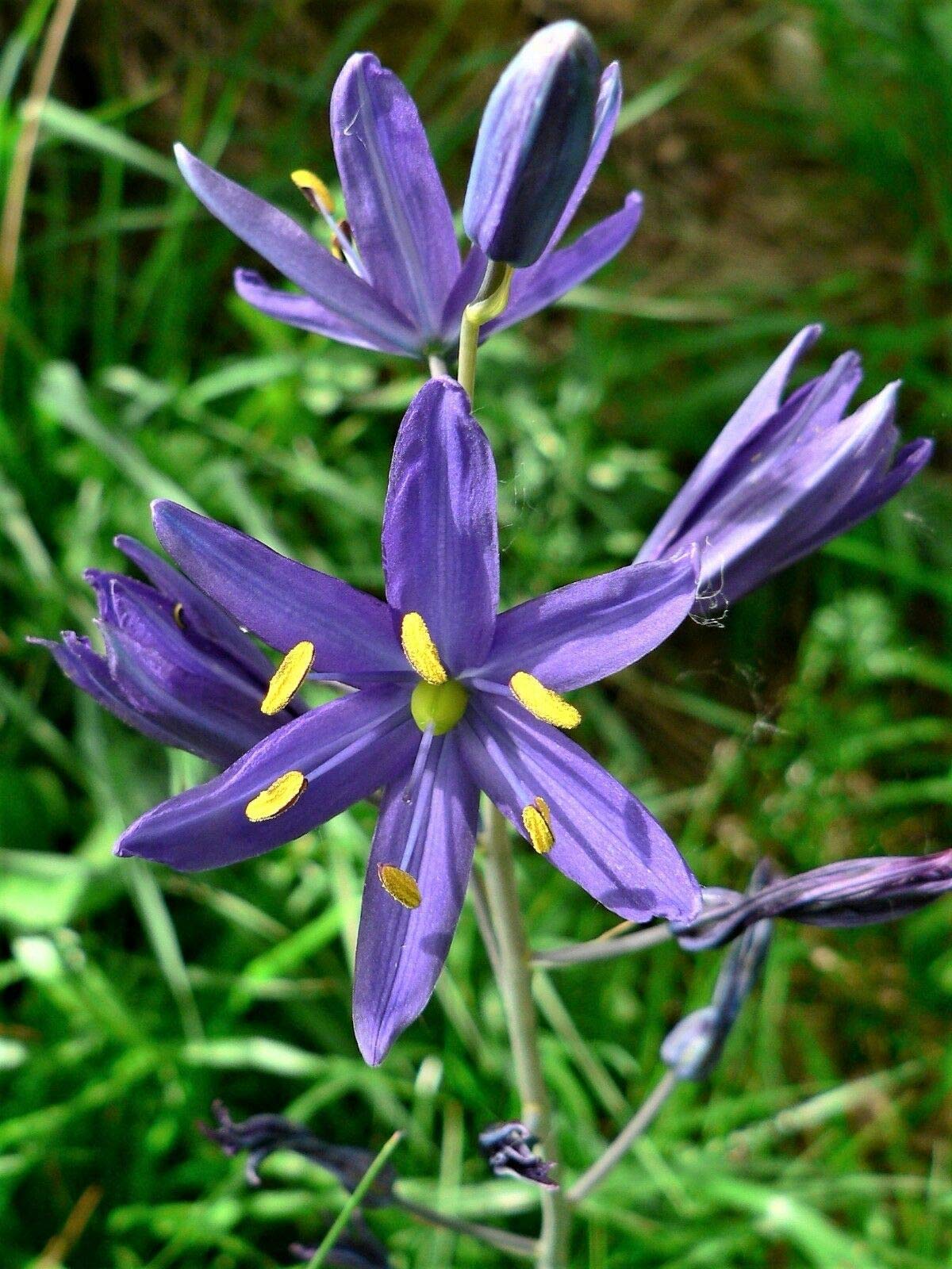Camassia Quamash Flower Seeds