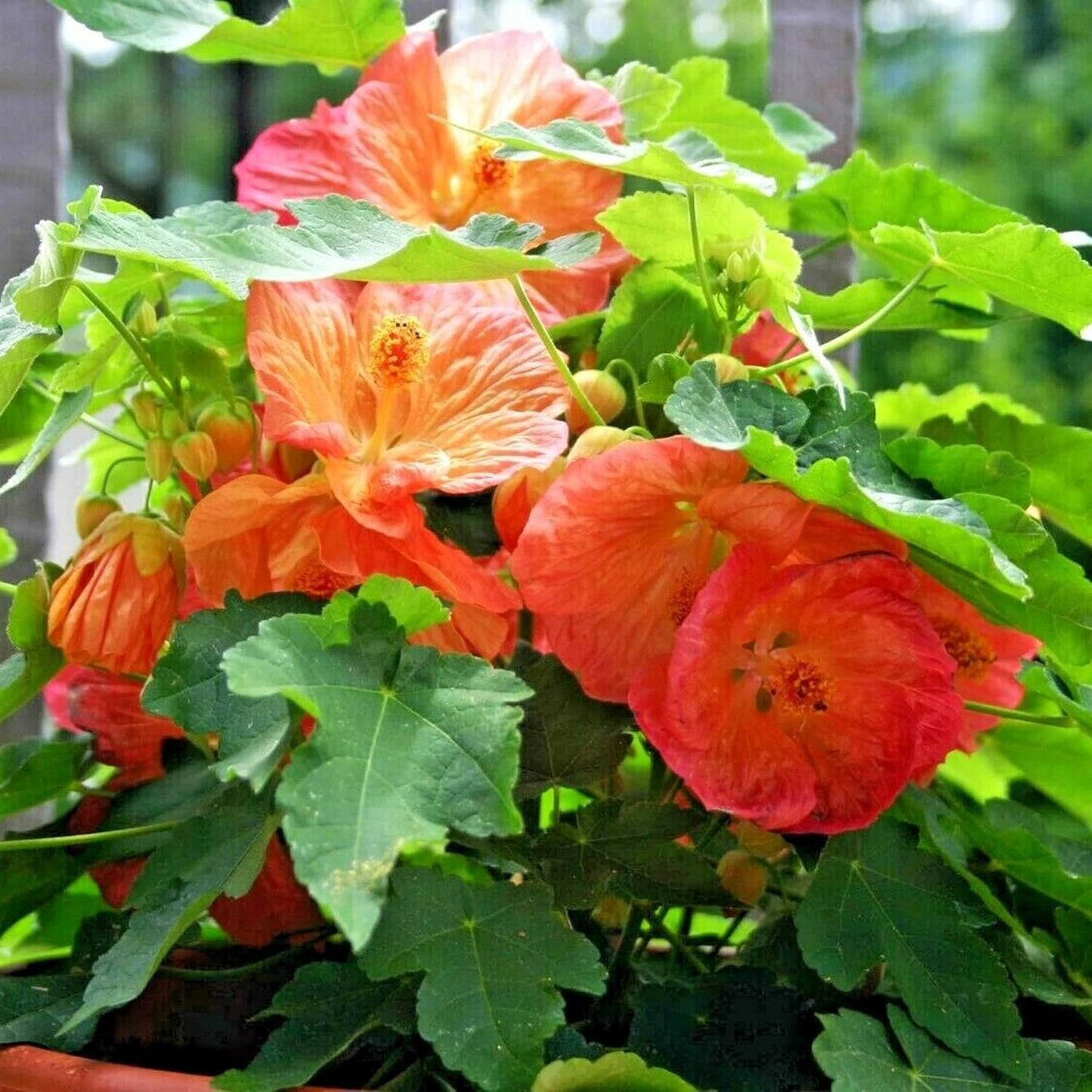 Graines de fleurs d'Abutilon Hybridum 'Bella Red'