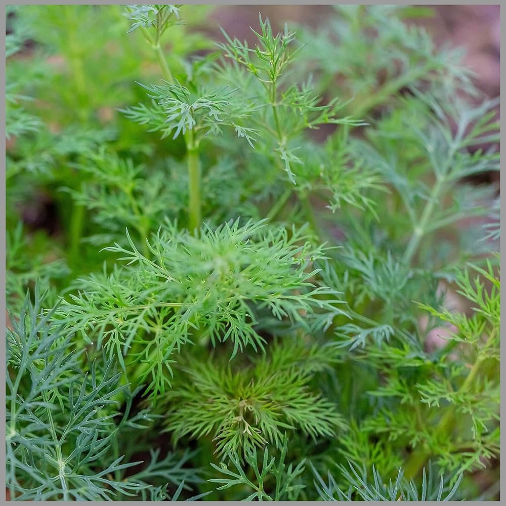 Graines d'herbe d'aneth
