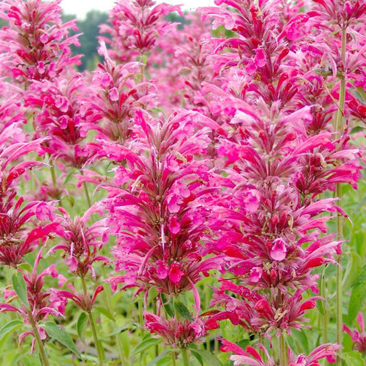 Agastache 'Heather Queen' Flower Seeds for Planting – Heirloom, Non-GMO, Pollinator-Friendly, Perennial