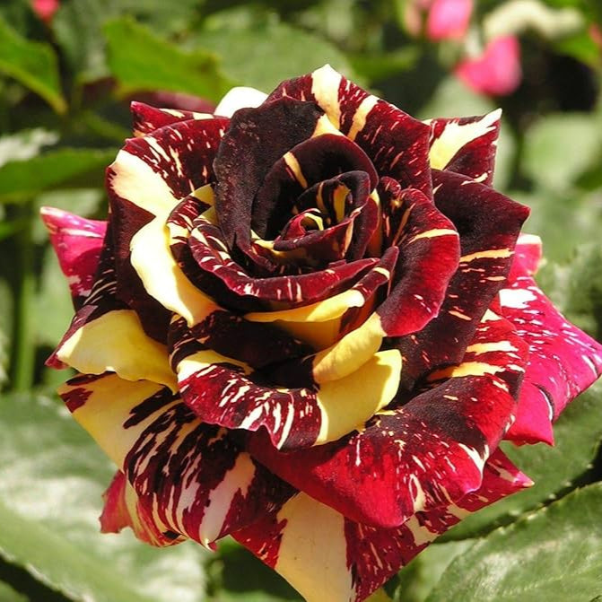 Semillas de flores de rosa Abracadabra