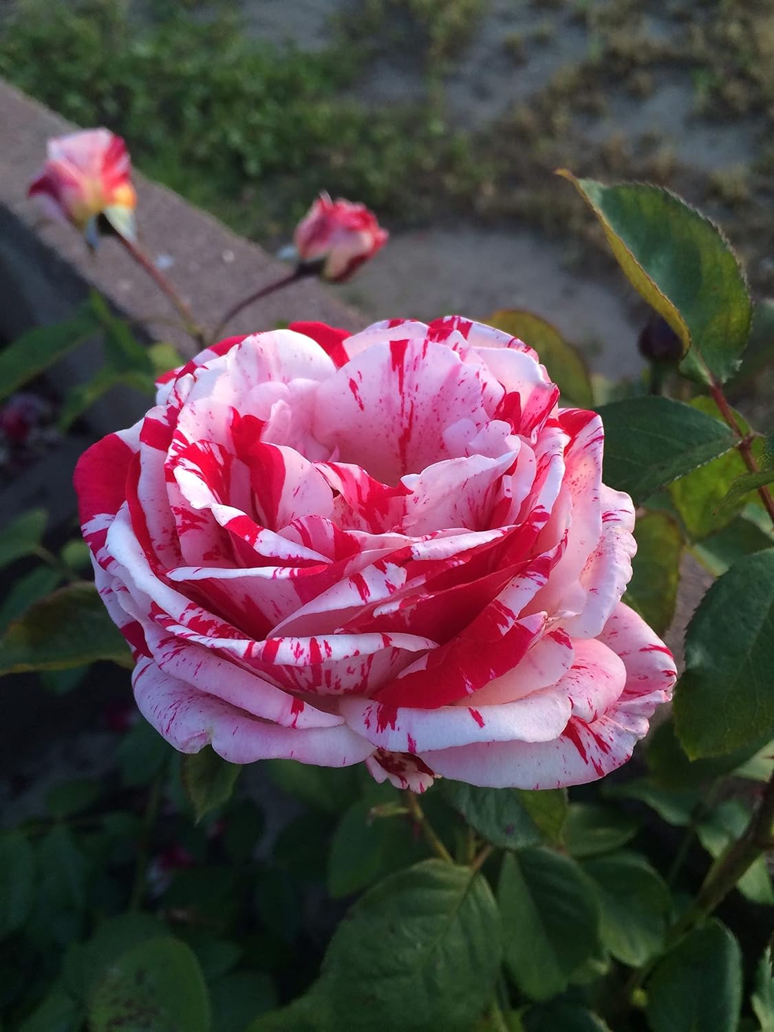 White Pink Rose Flower seeds for Planting - Cottage Garden Essential, Heirloom & GMO Free Seeds for Home Garden
Sale seeds for planting in home garden
