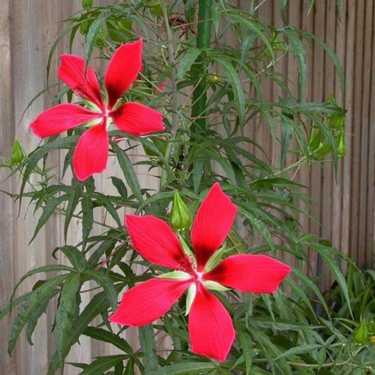 Texas Star Red Hibiscus Flower Seeds for Planting – Heirloom, Non-GMO, Easy to Grow, Perennial