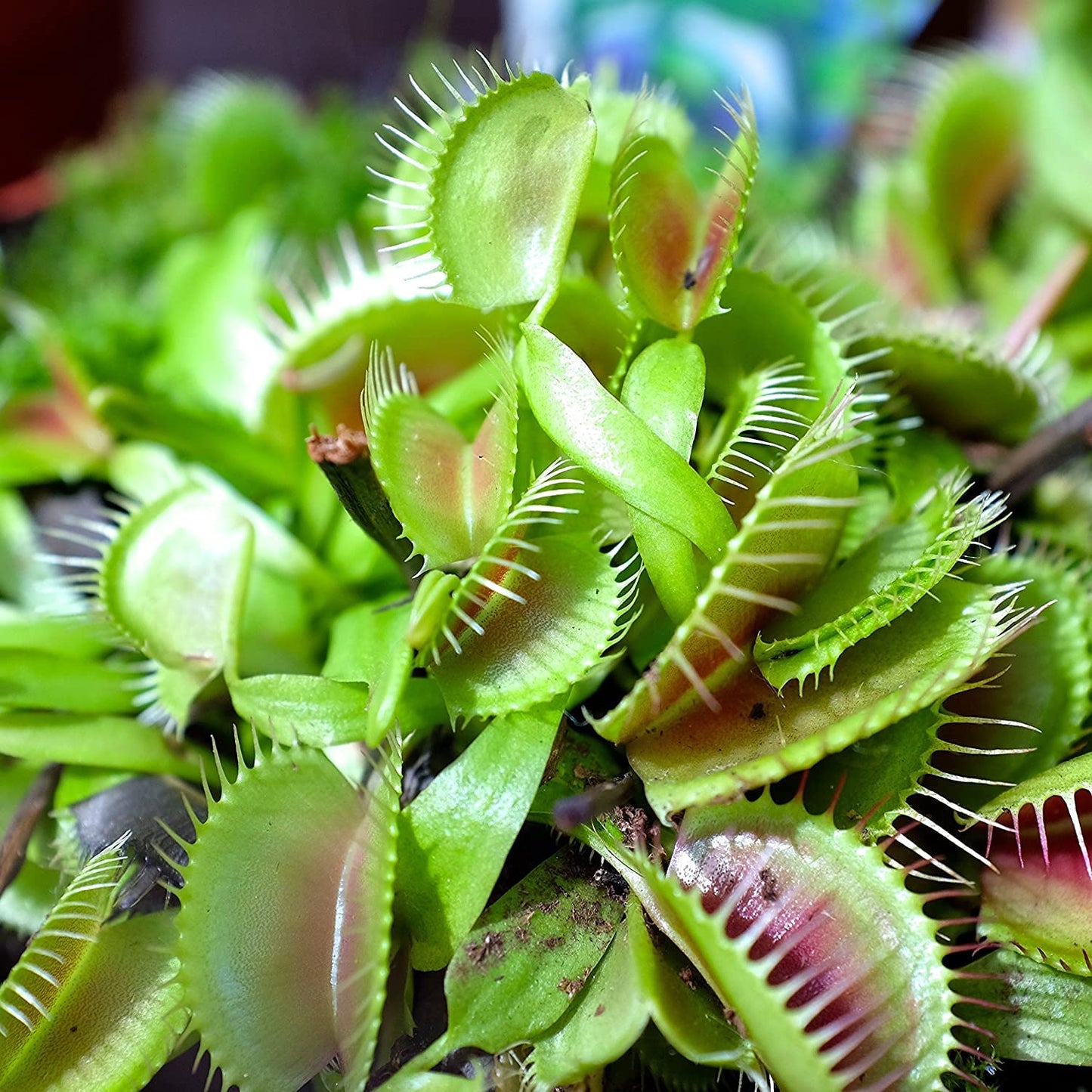 Venus Flytrap Herb Seeds