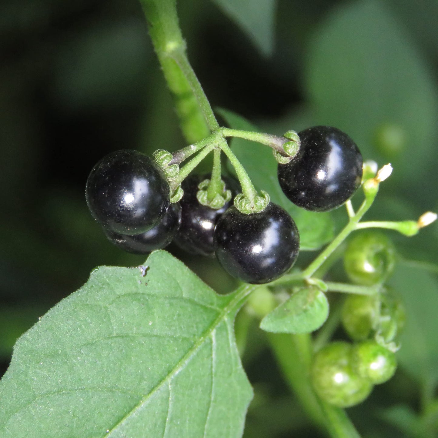 Black Nightshade (Solanum Nigrum) Herb Seeds