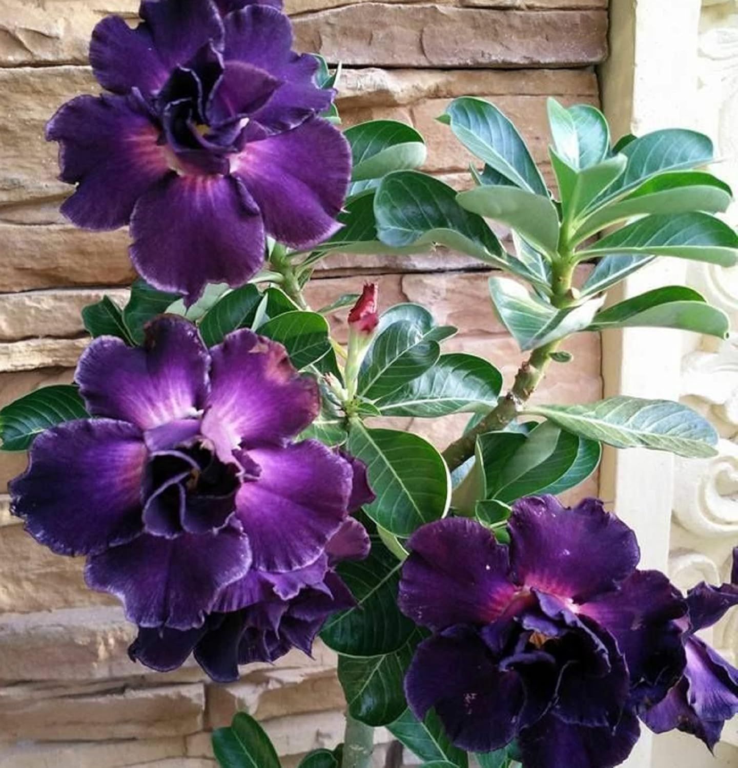 Rare Purple Black Desert Rose Flower Seeds