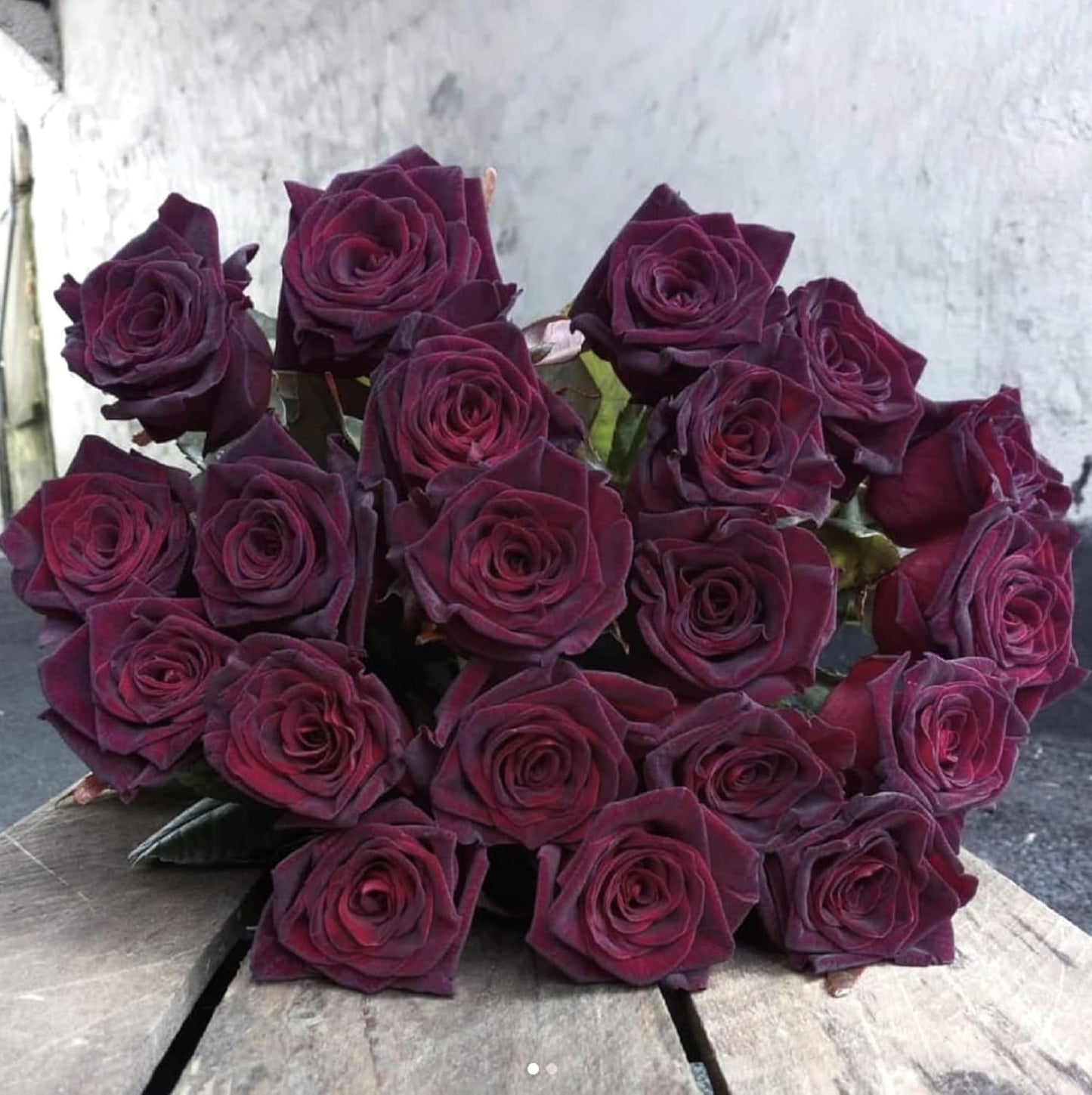 Rosa Black Baccara Flower Seeds