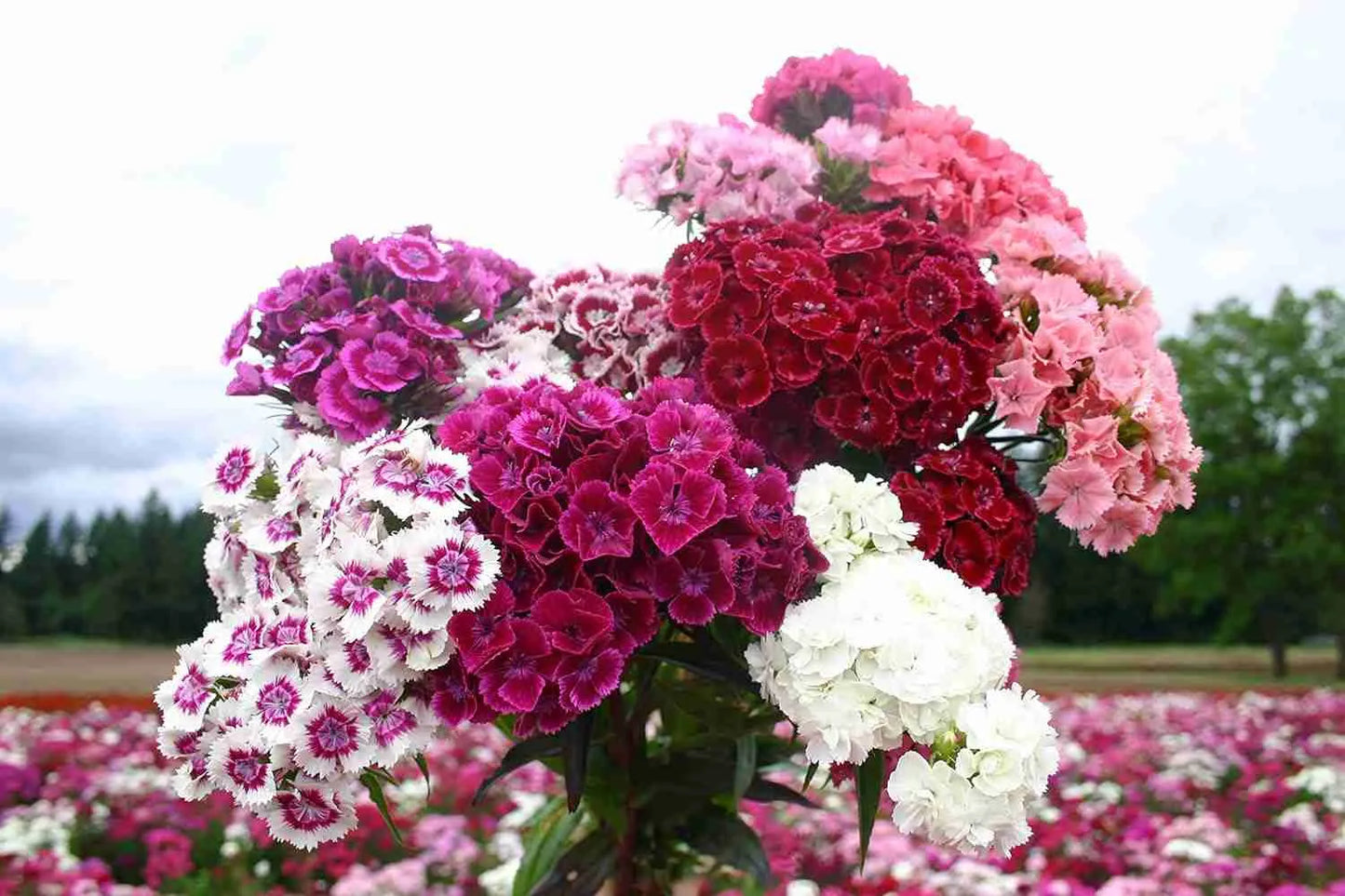 Graines de fleur de Giroflée des murailles