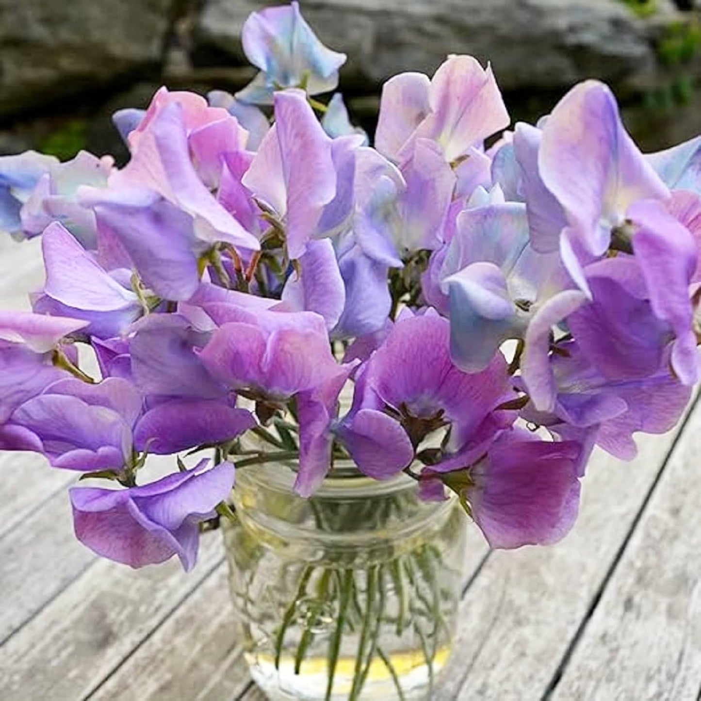 Sweet Pea 'Northern Lights' Flower Seeds