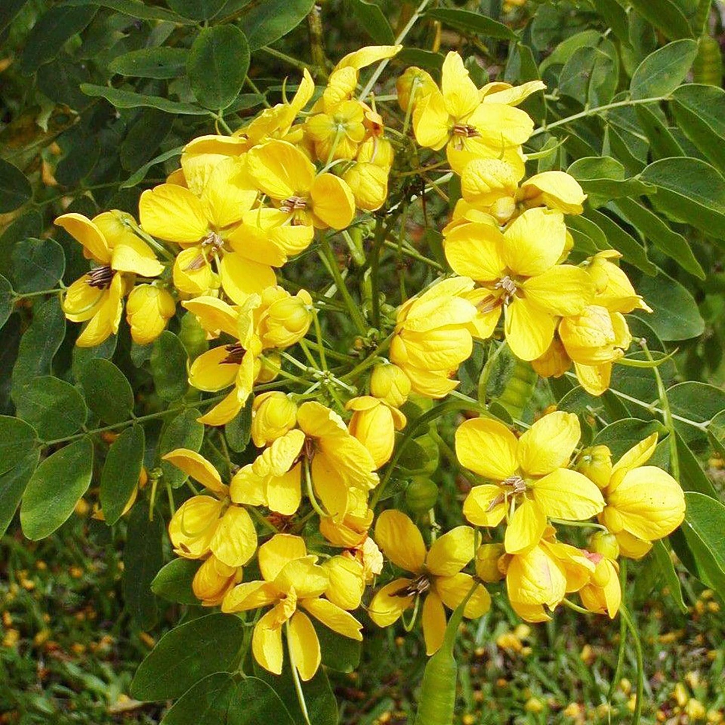Cassia Siamea (Kassod) Tropical Flower Seeds