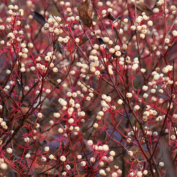 Red Twig Dogwood (Cornus sericea) Shrub Seeds for Planting – Heirloom, Non-GMO, Easy to Grow, Hardy