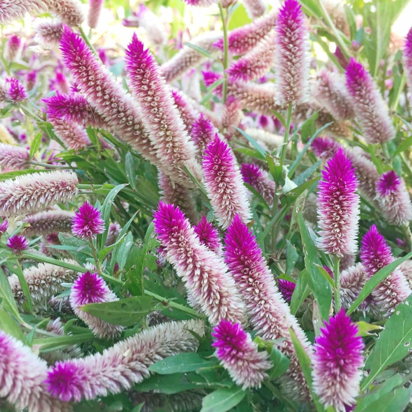 Celosia 'Flamingo Feather' Flower Seeds