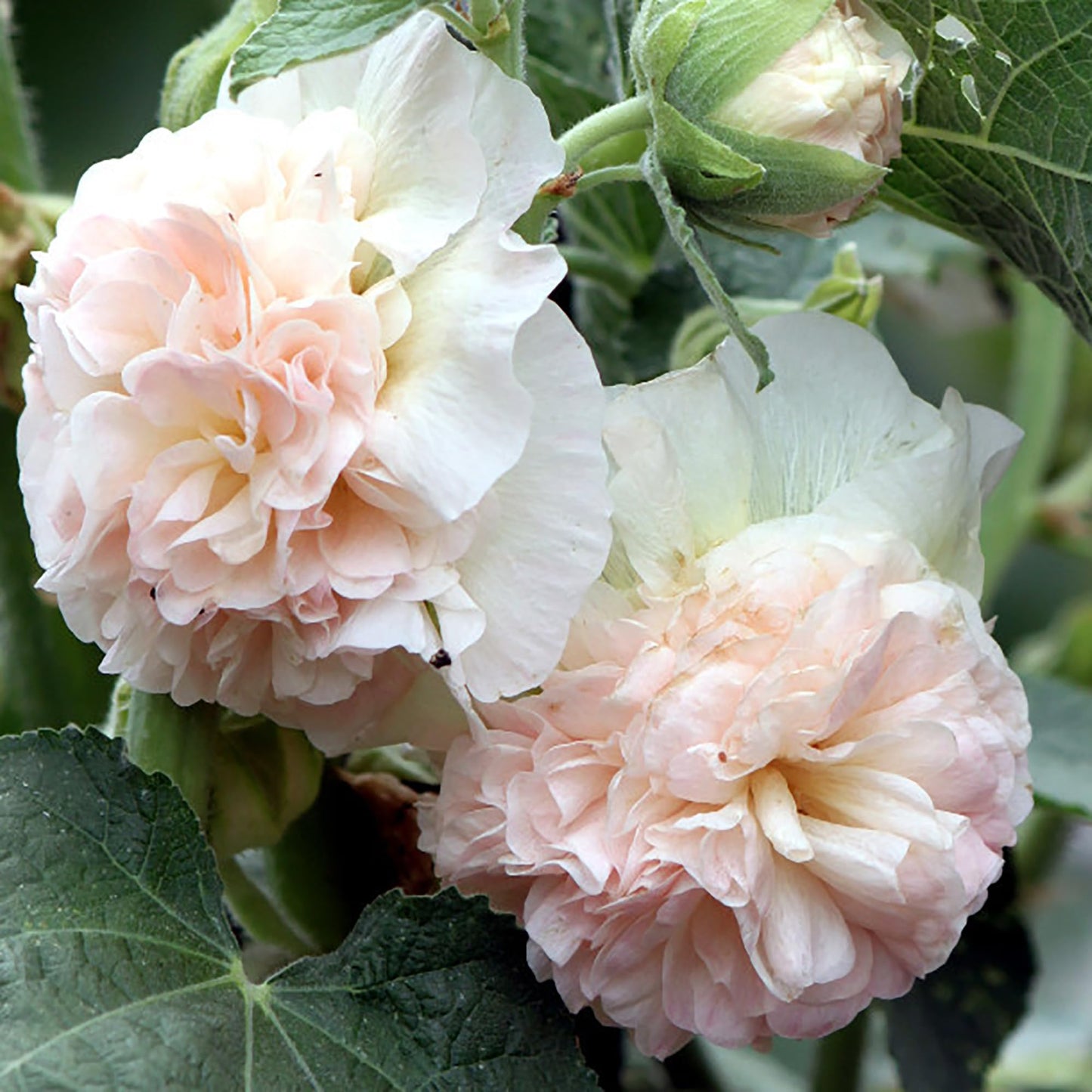 アプリコットピーチパフェの花の種