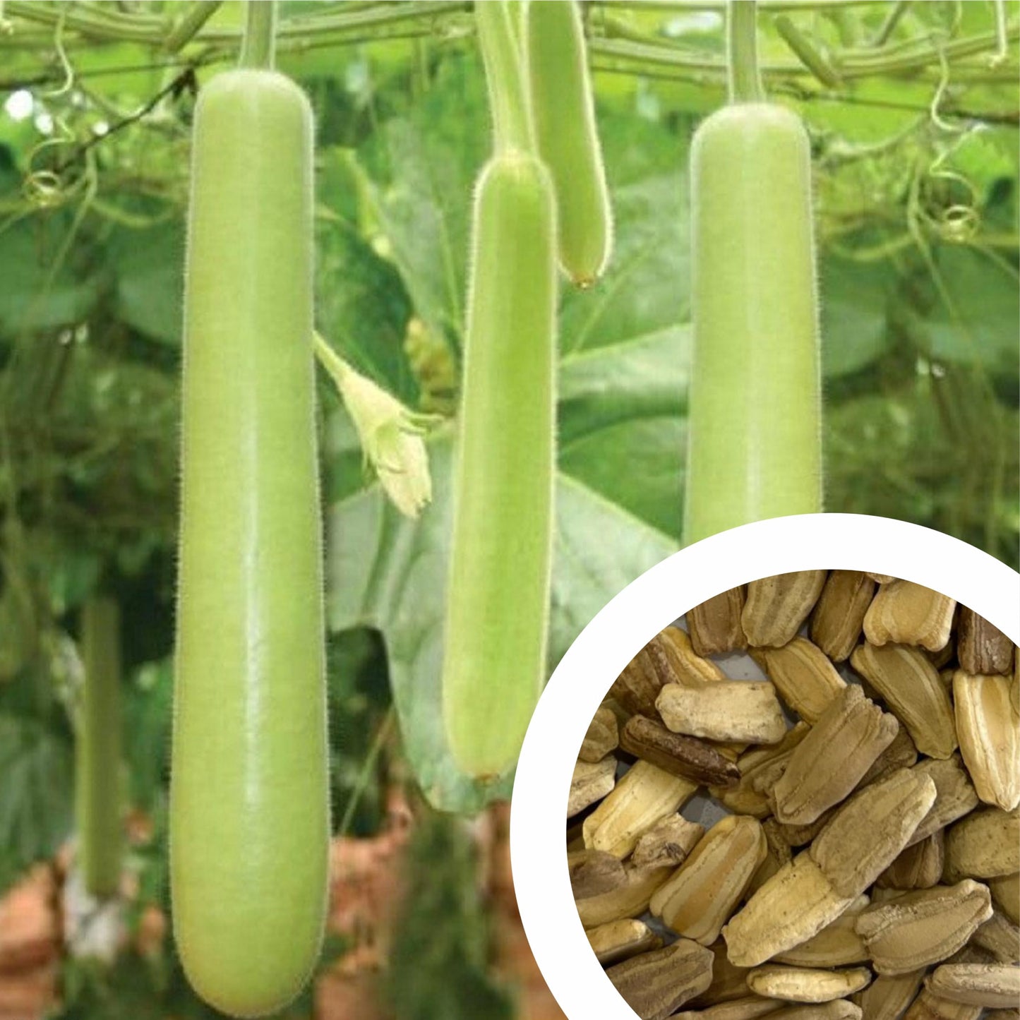 ヒョウタン野菜の種子