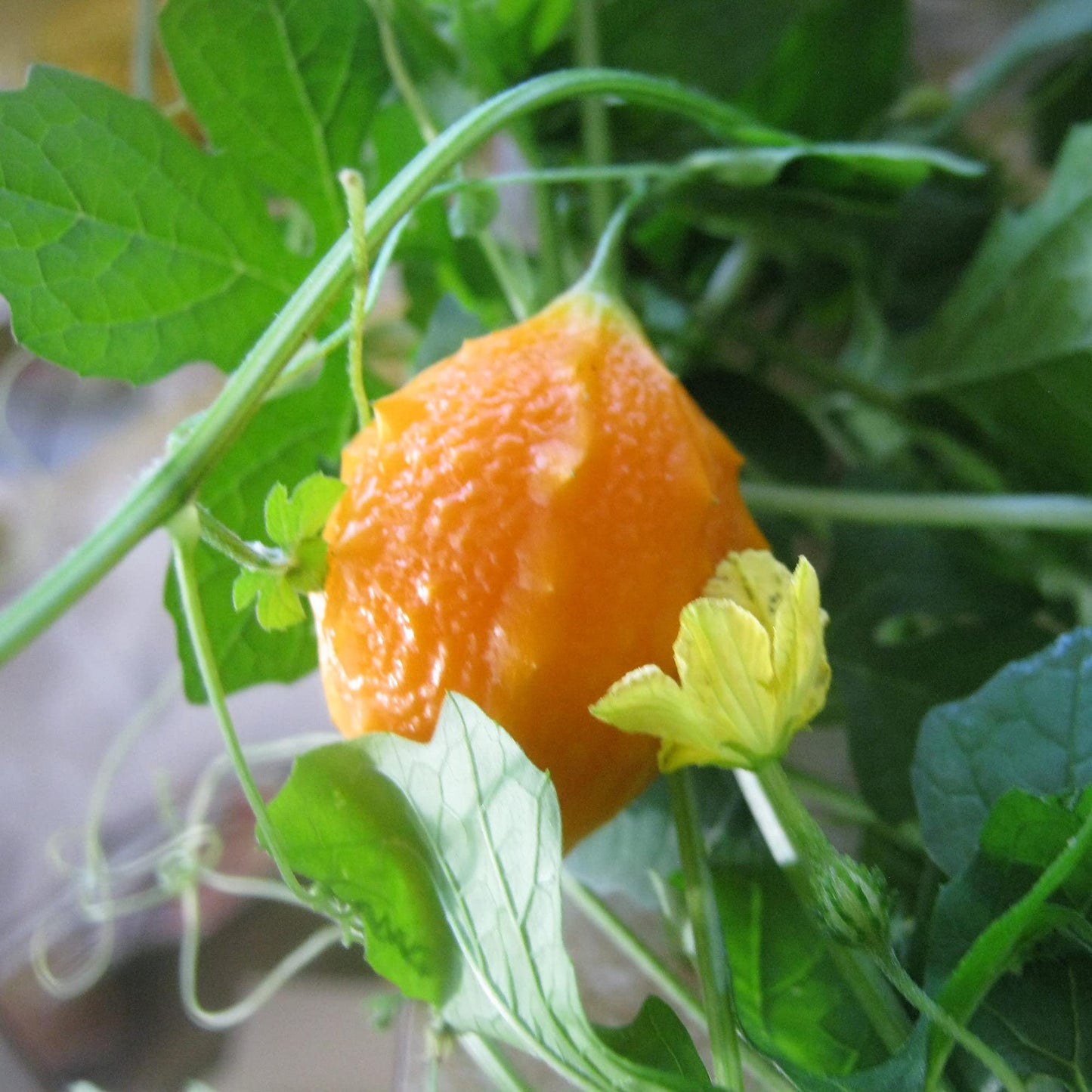 Jamaican Cerasee Vegetable Seeds
