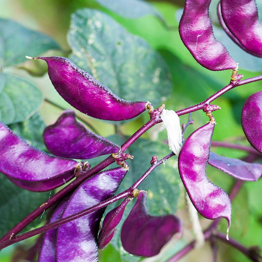 Purple Hyacinth Bean Vegetable Seeds