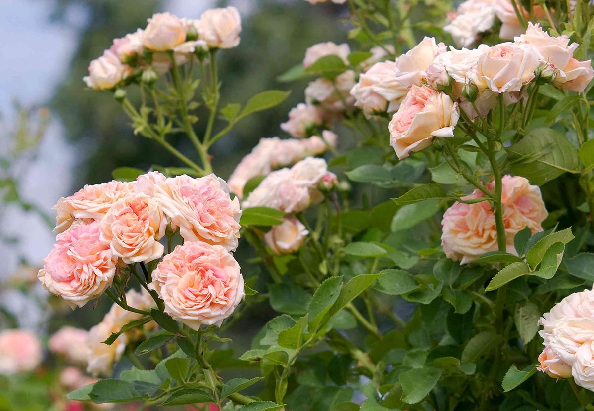 Cream Climbing Rose Flower seeds for Planting - Compact Growth, Heirloom & GMO Free Seeds for Home Garden
Sale seeds for planting in home garden