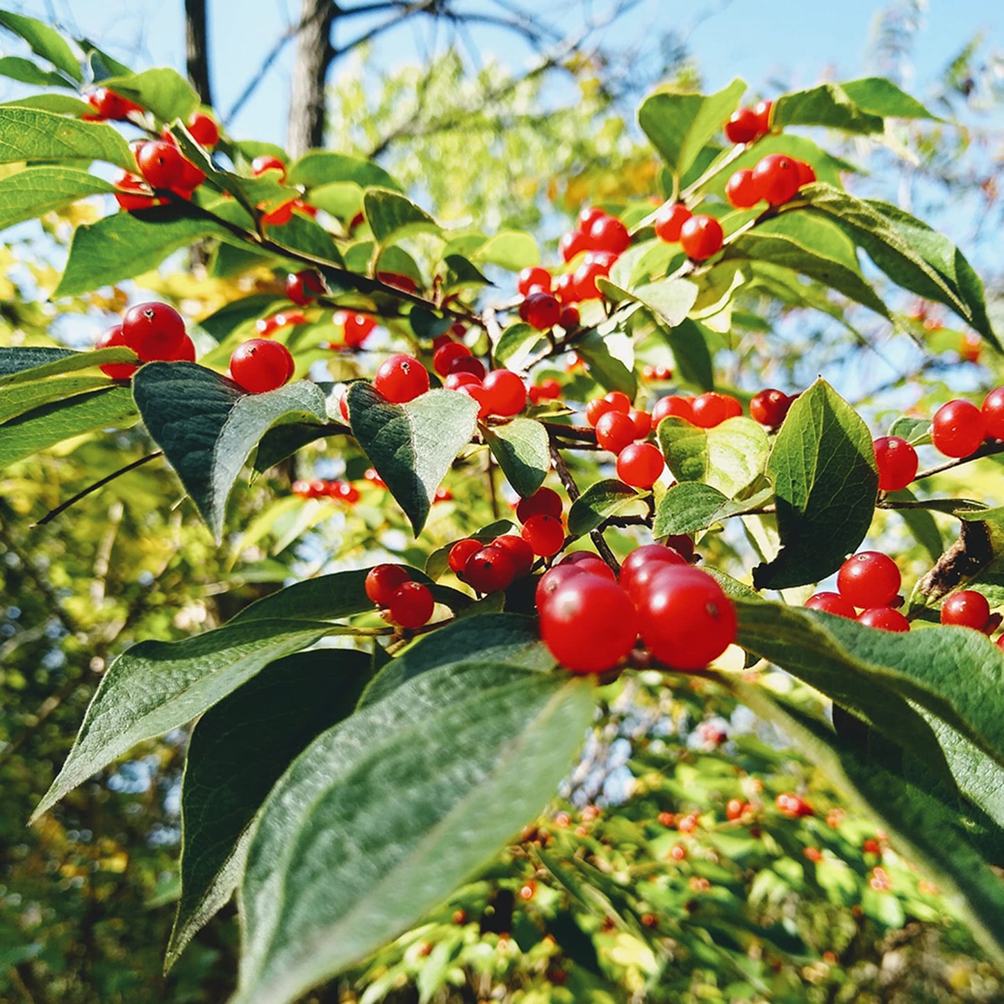 Graines de fruit de Lonicera Maackii