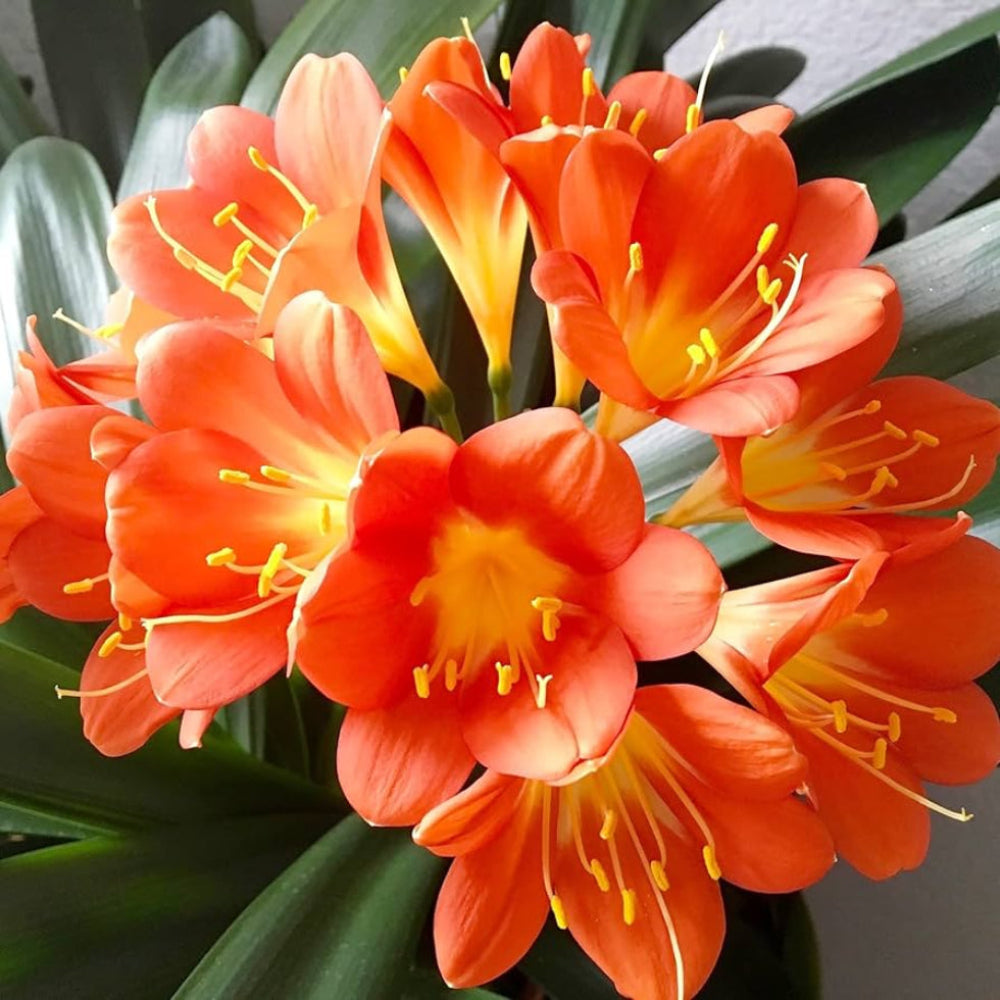 Kaffir Lily Flower Seeds